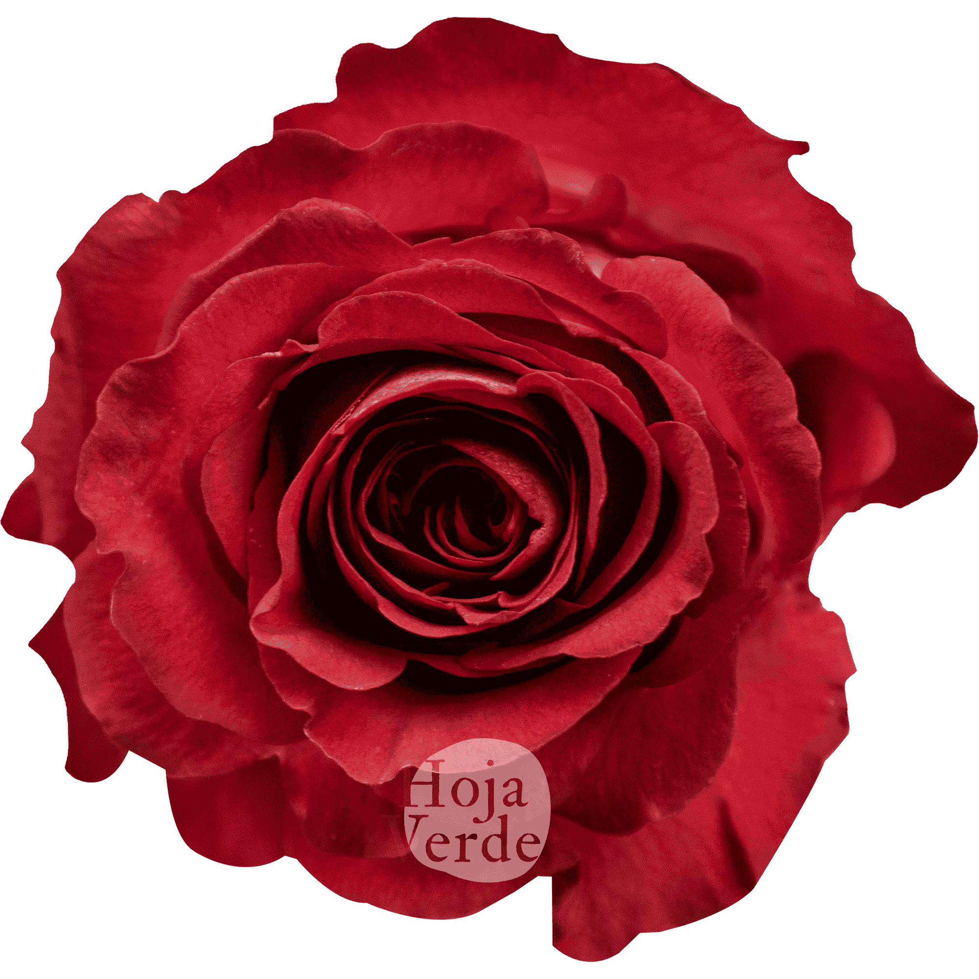 Iguazú by Hoja Verde, rose with creamy and dark strawberry-toned petals