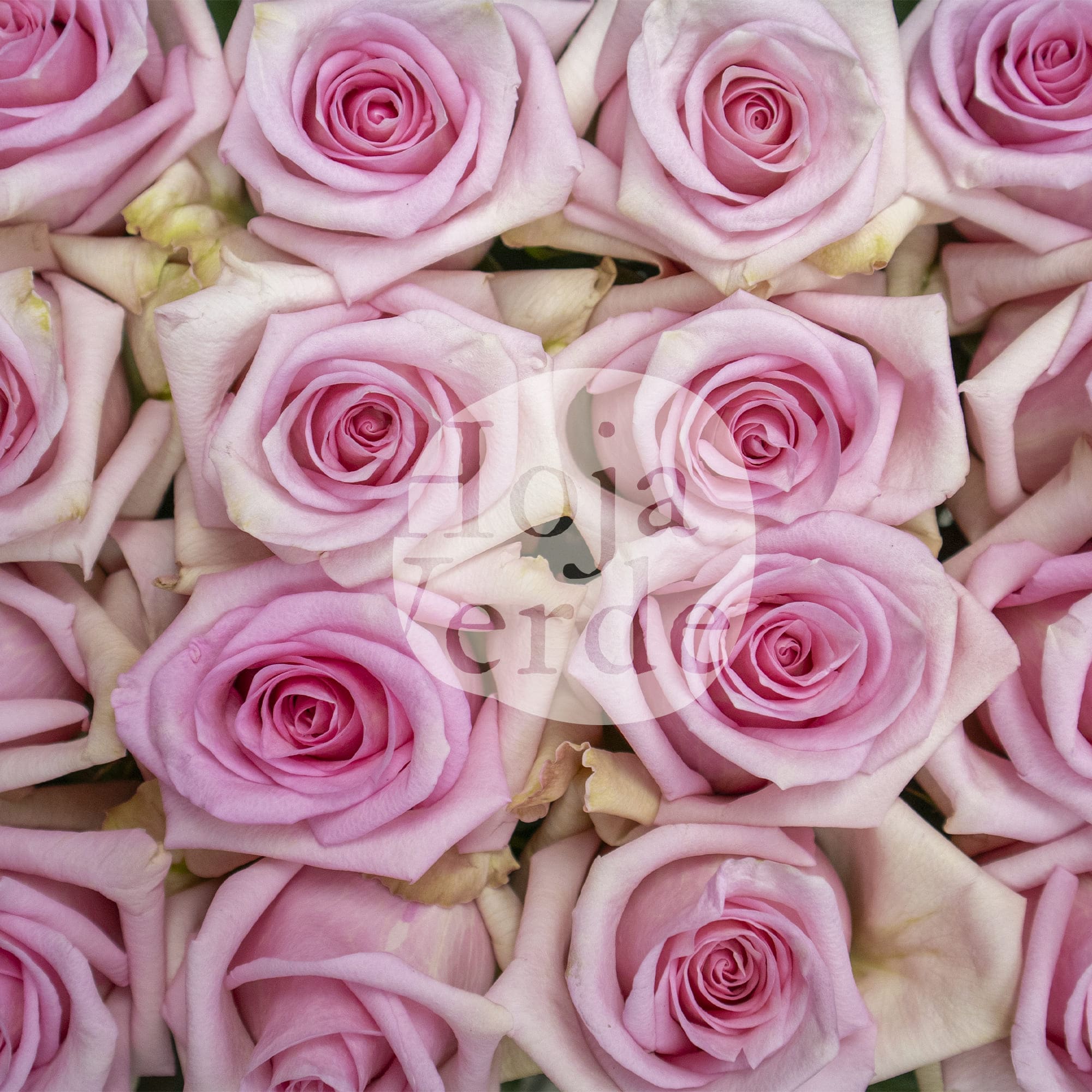 Jessica rose by Hoja Verde with soft light pink petals