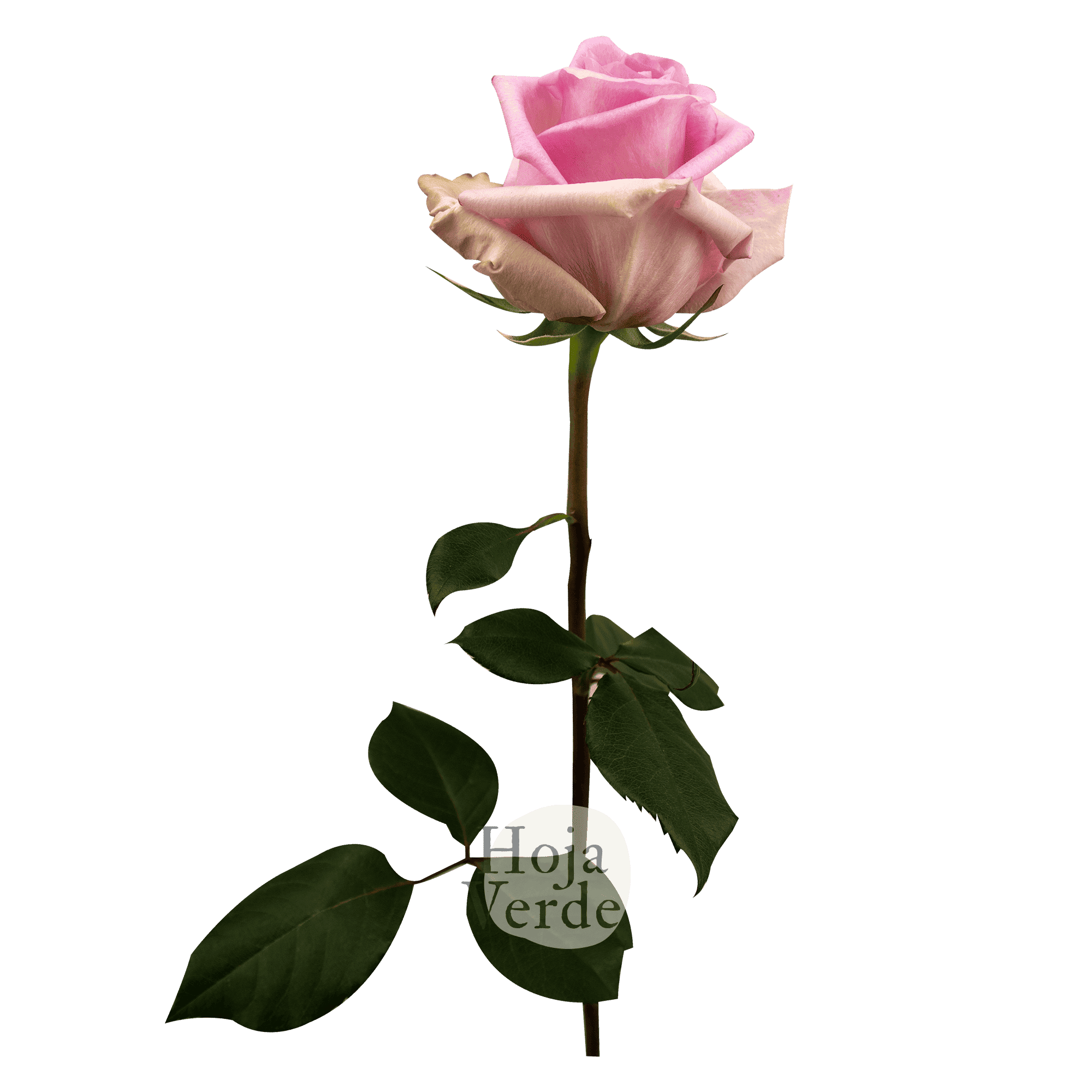 Jessica rose by Hoja Verde with soft light pink petals