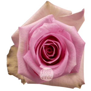 Jessica rose by Hoja Verde with soft light pink petals