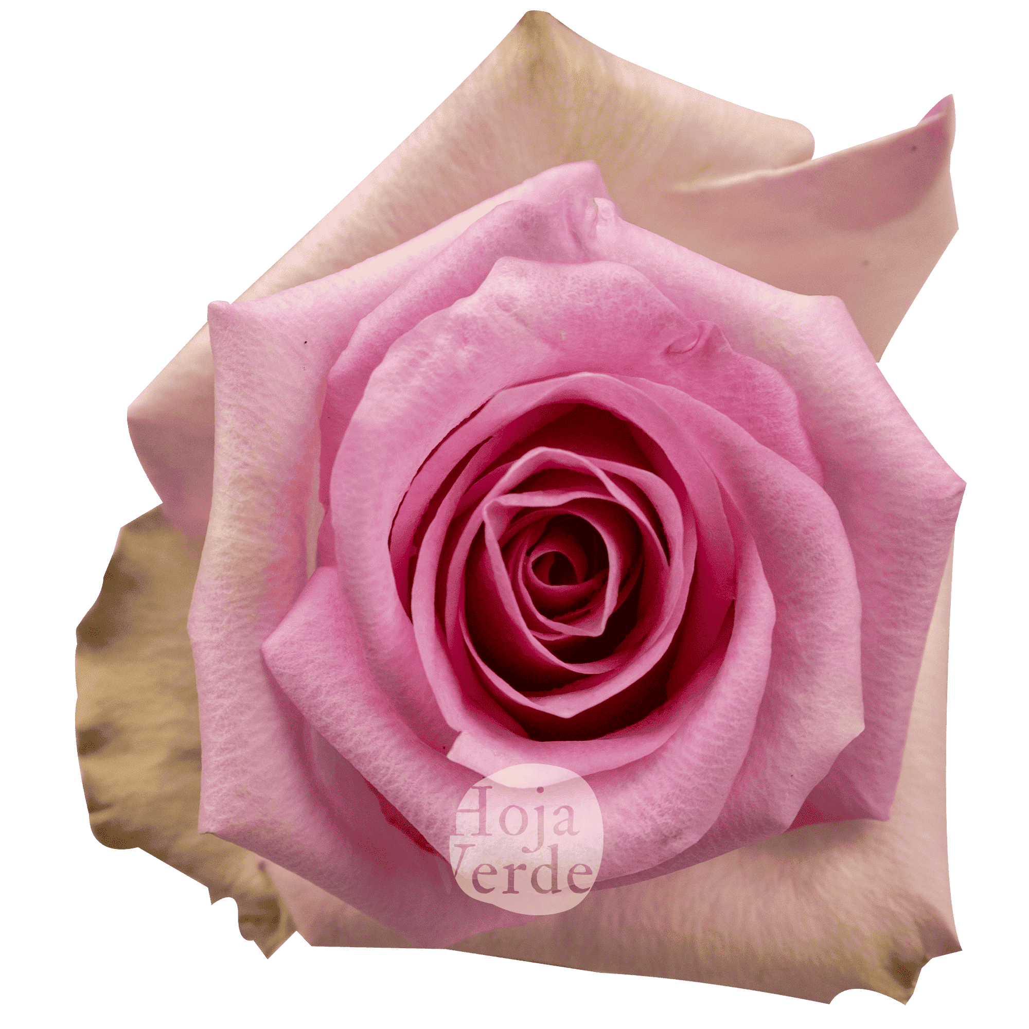 Jessica rose by Hoja Verde with soft light pink petals