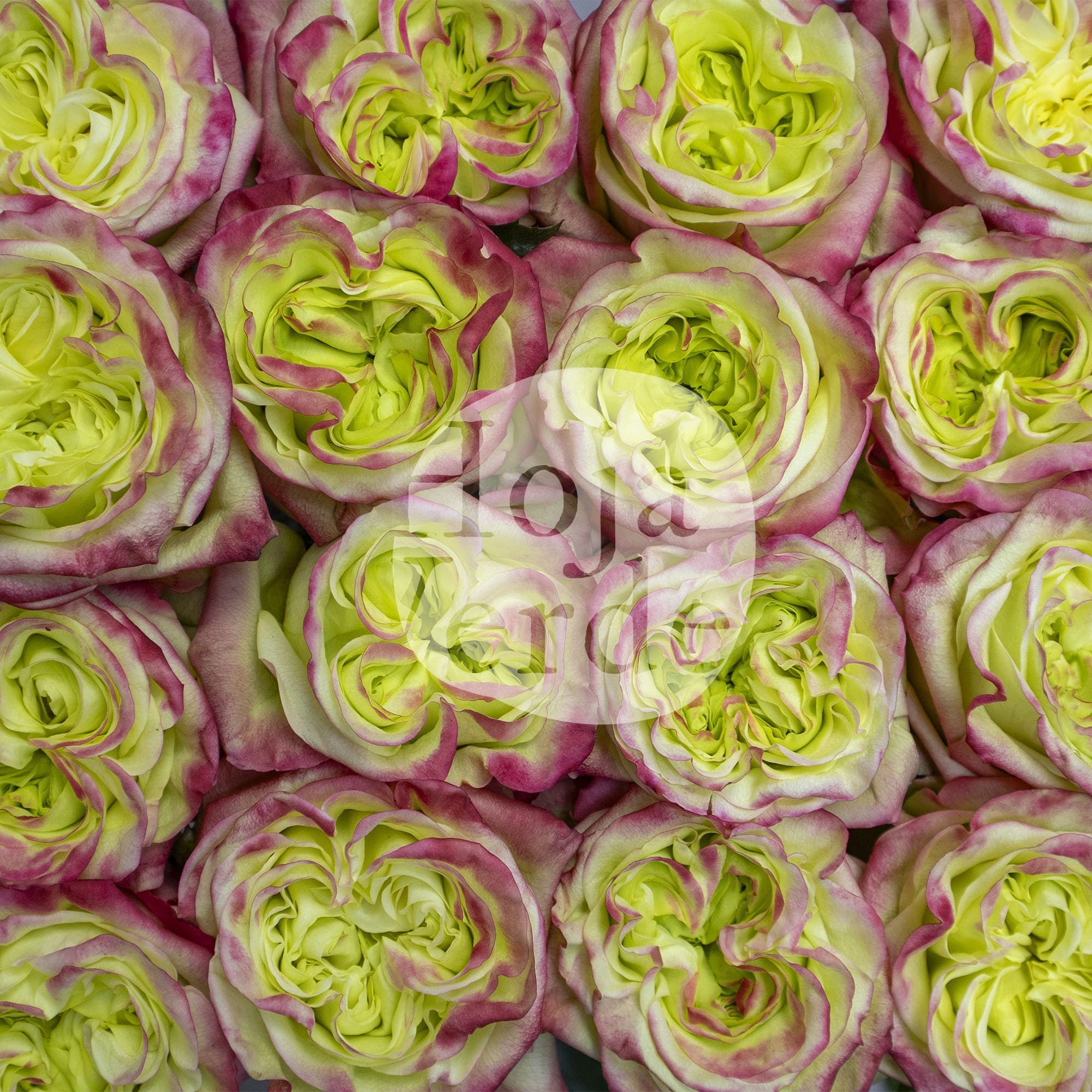 Journey rose by Hoja Verde with lime-hued petals and red-pink edges