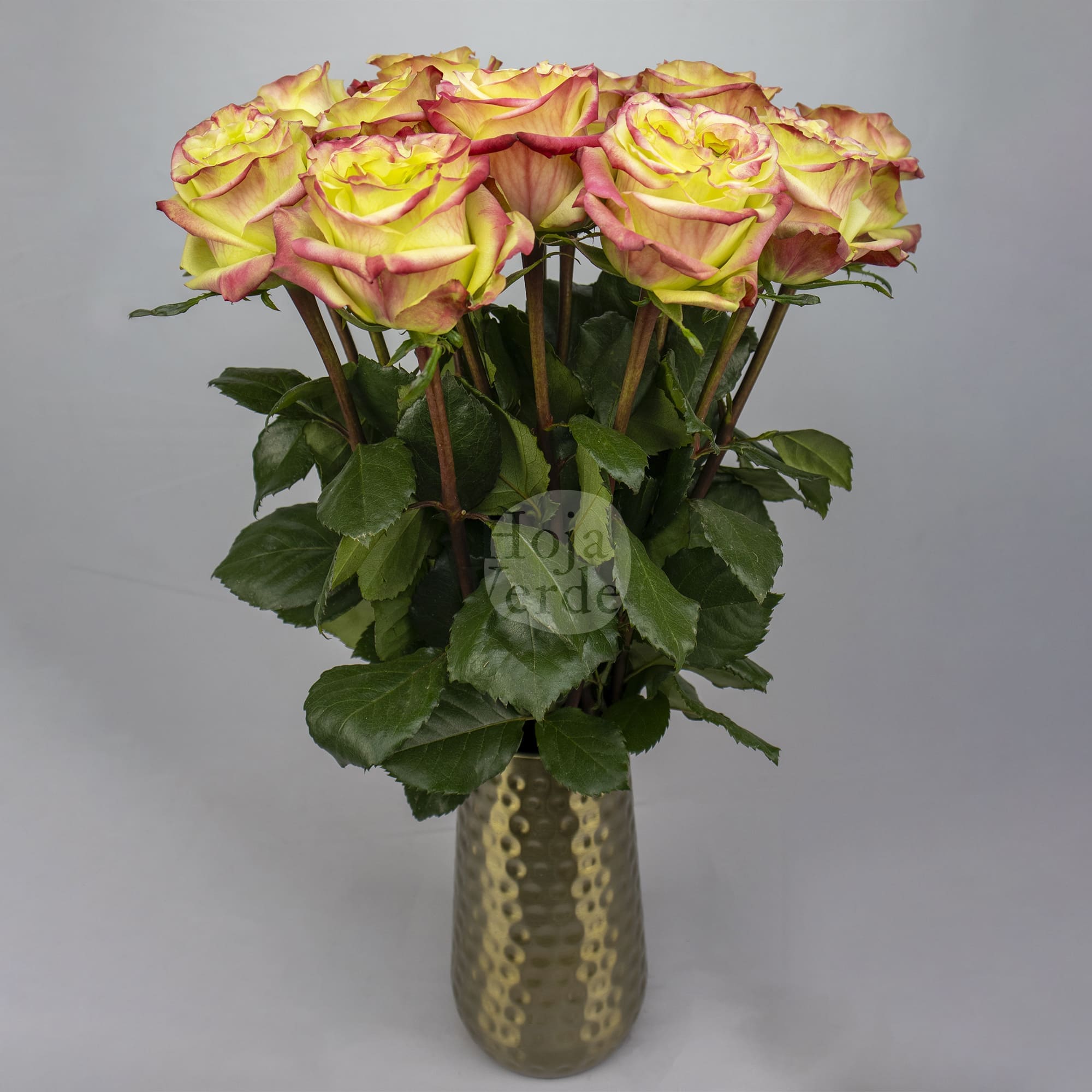 Journey rose by Hoja Verde with lime-hued petals and red-pink edges