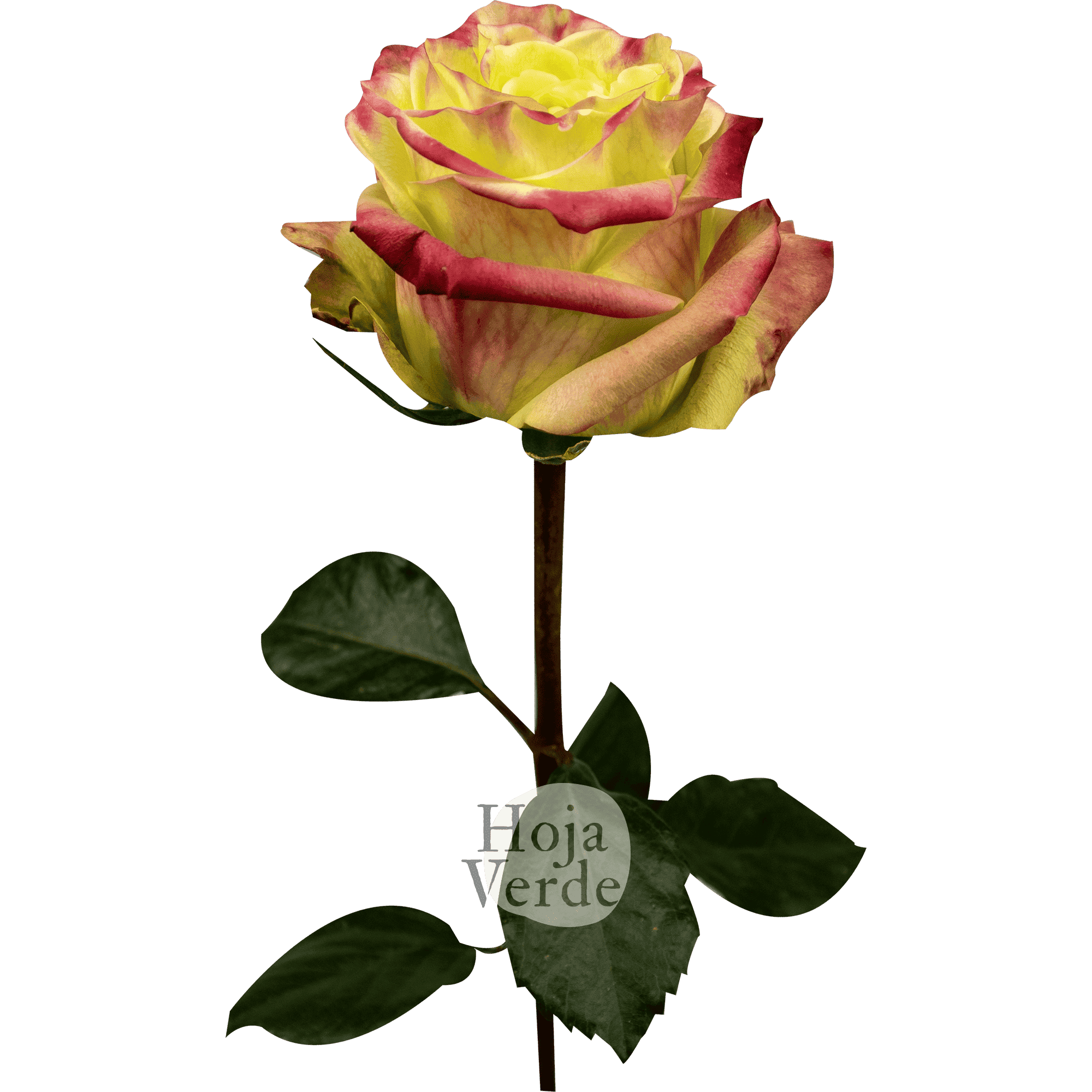 Journey rose by Hoja Verde with lime-hued petals and red-pink edges