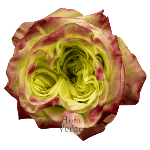 Journey rose by Hoja Verde with lime-hued petals and red-pink edges