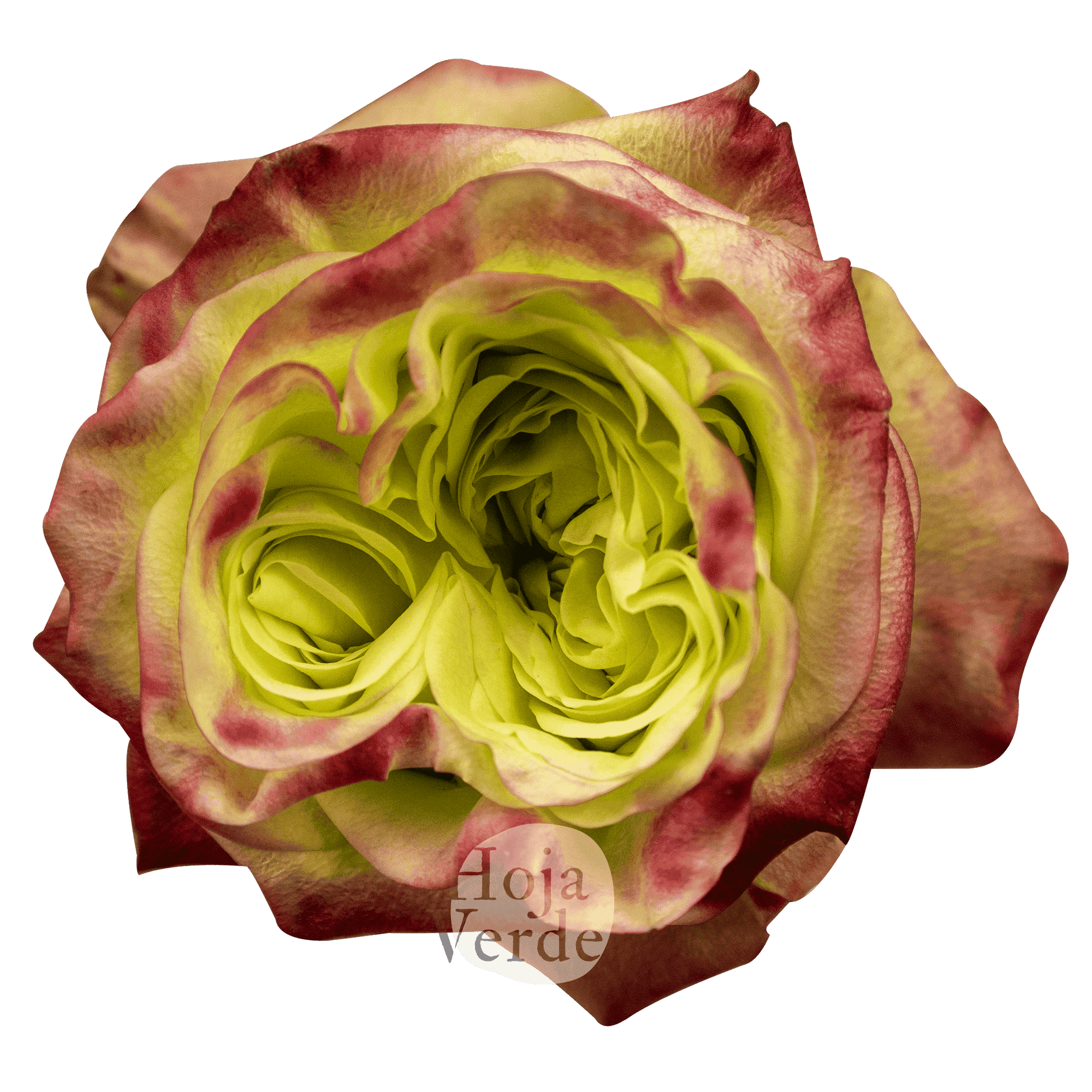 Journey rose by Hoja Verde with lime-hued petals and red-pink edges