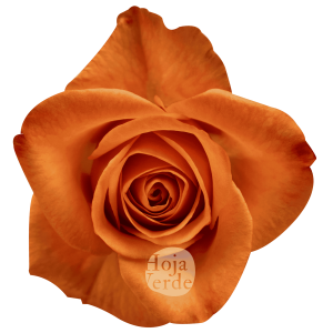 Joy rose by Hoja Verde, a bold orange variety
