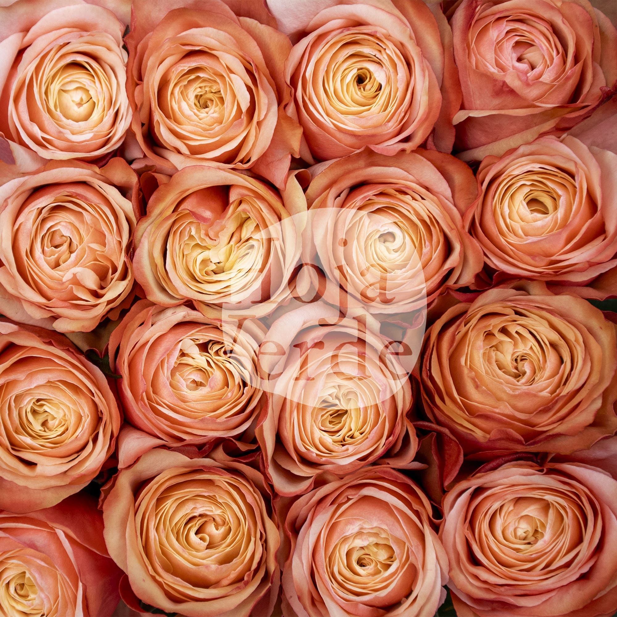 Kahala by Hoja Verde – a large, ruffled rose with creamy coral, peachy pink, and earthy peach tones