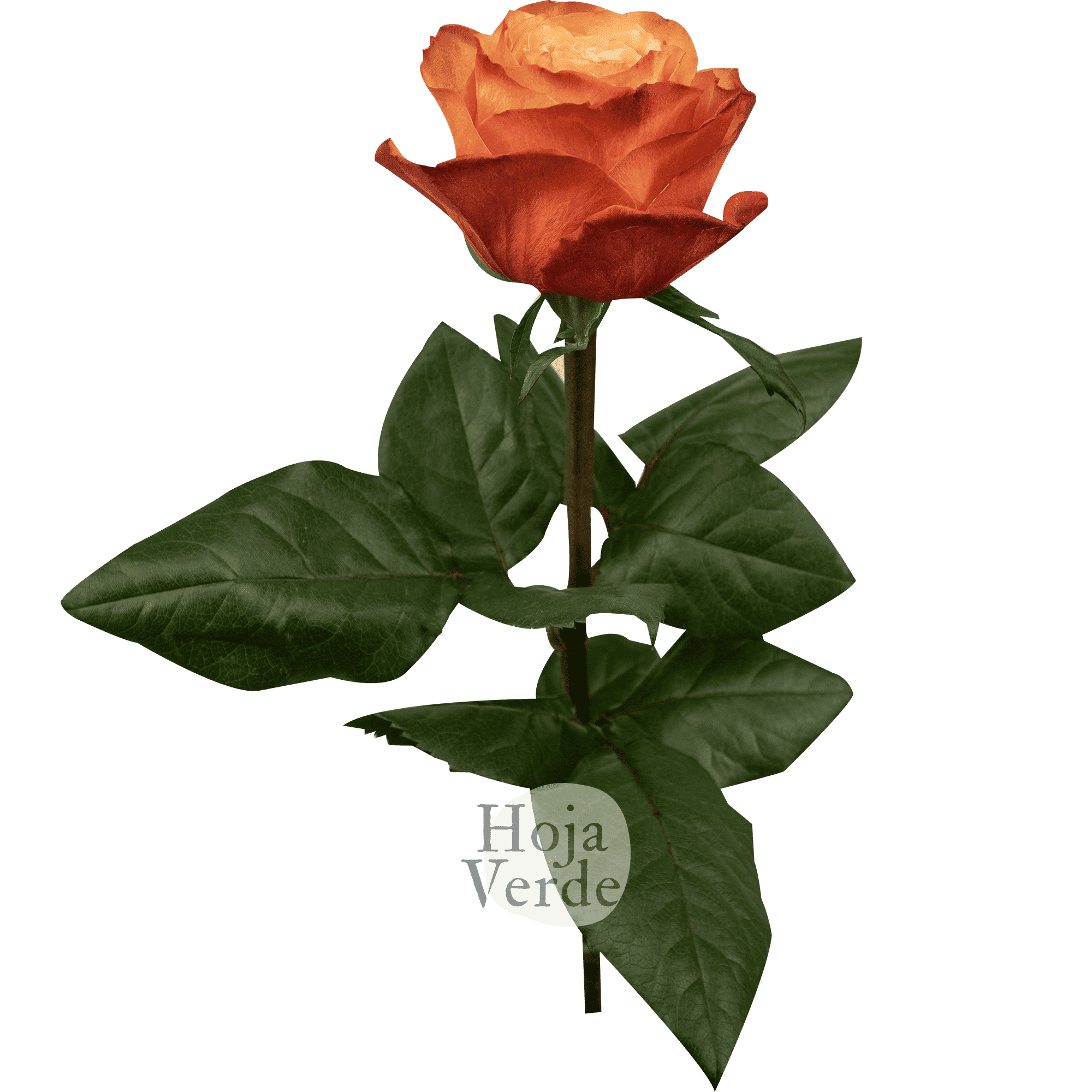 Kahala by Hoja Verde – a large, ruffled rose with creamy coral, peachy pink, and earthy peach tones