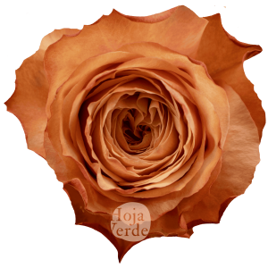 Kahala by Hoja Verde – a large, ruffled rose with creamy coral, peachy pink, and earthy peach tones