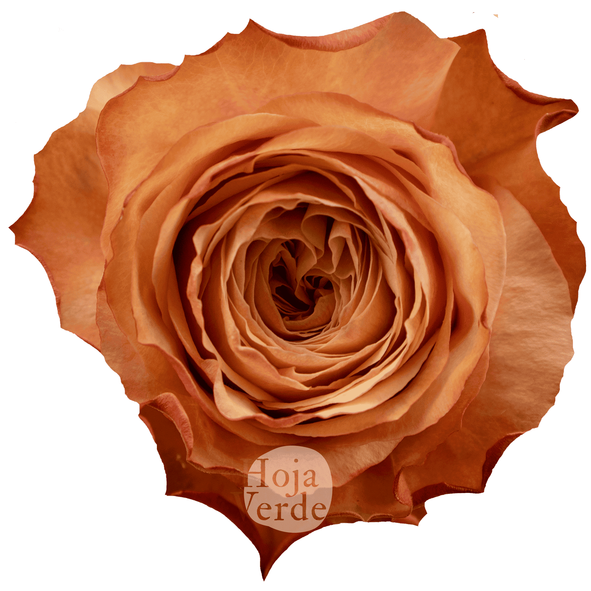 Kahala by Hoja Verde – a large, ruffled rose with creamy coral, peachy pink, and earthy peach tones