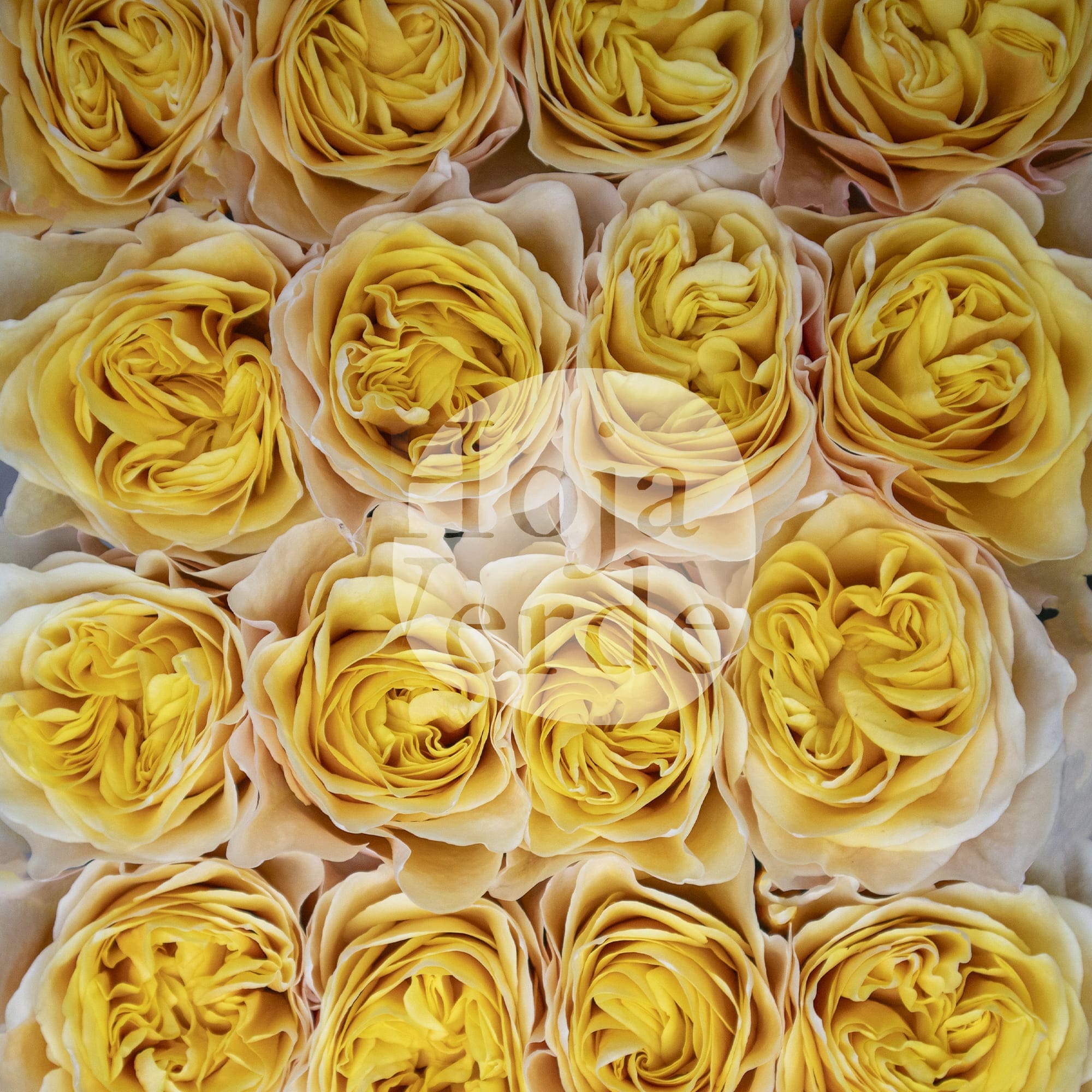 King’s Cross rose by Hoja Verde, a newly introduced garden rose with ruffled petals and a vibrant golden-yellow hue.