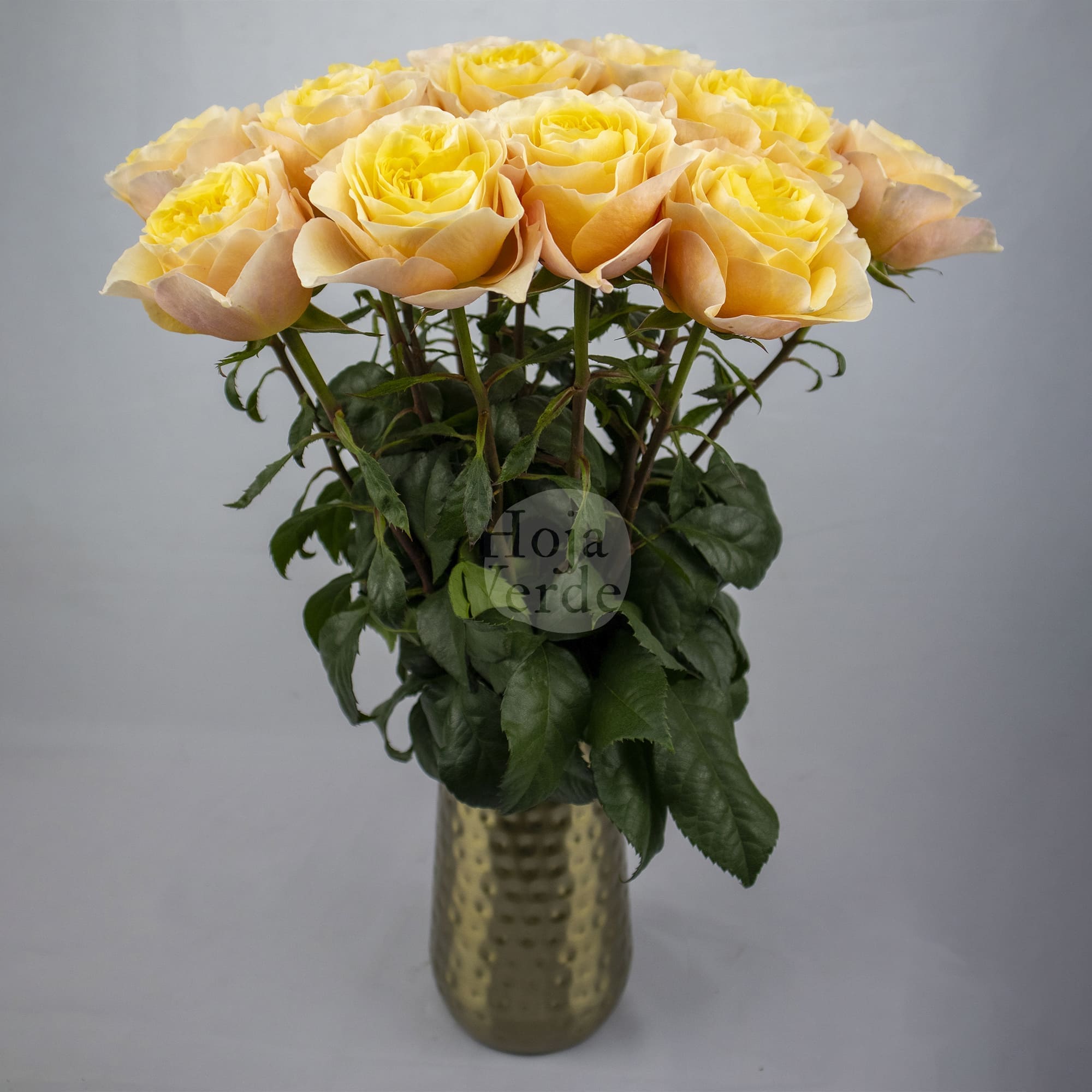 King’s Cross rose by Hoja Verde, a newly introduced garden rose with ruffled petals and a vibrant golden-yellow hue.