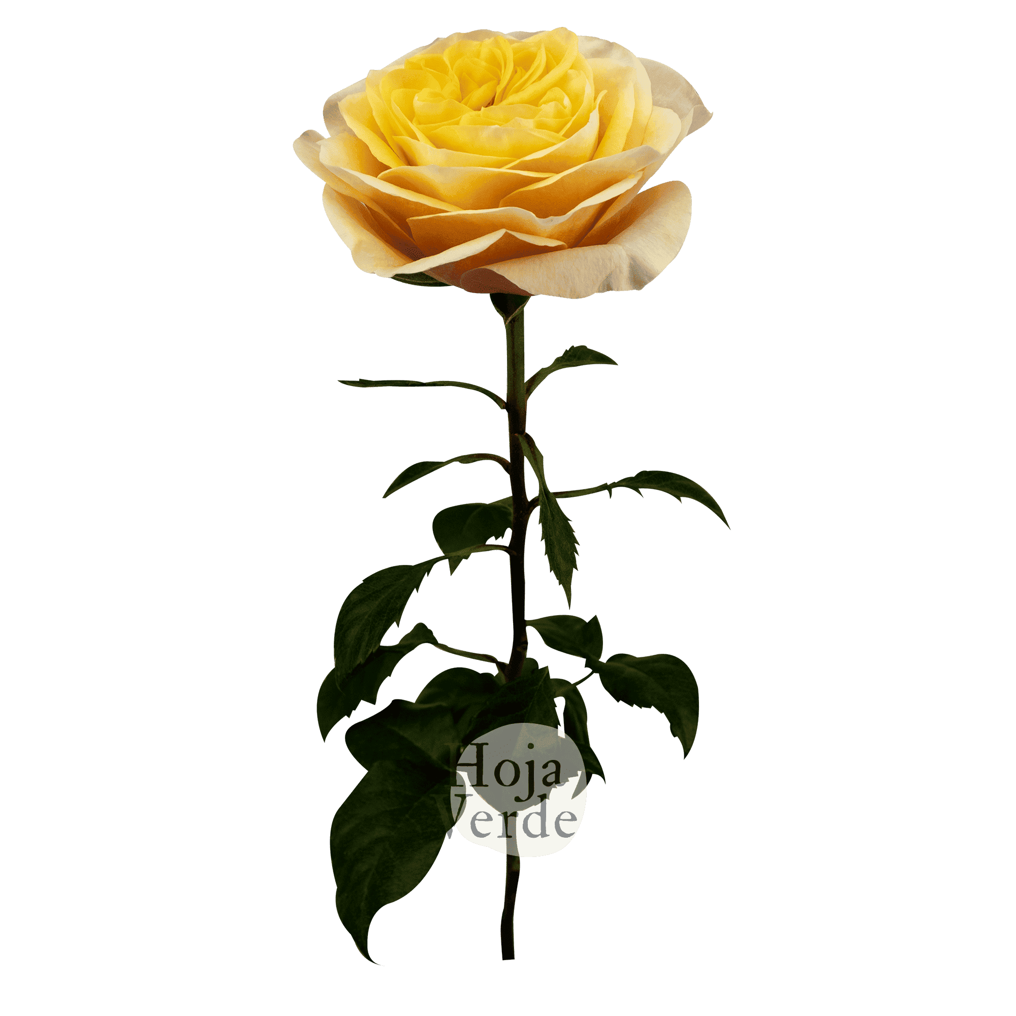King’s Cross rose by Hoja Verde, a newly introduced garden rose with ruffled petals and a vibrant golden-yellow hue.