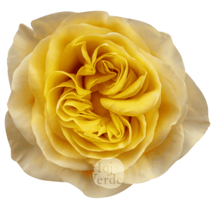 King’s Cross rose by Hoja Verde, a newly introduced garden rose with ruffled petals and a vibrant golden-yellow hue.