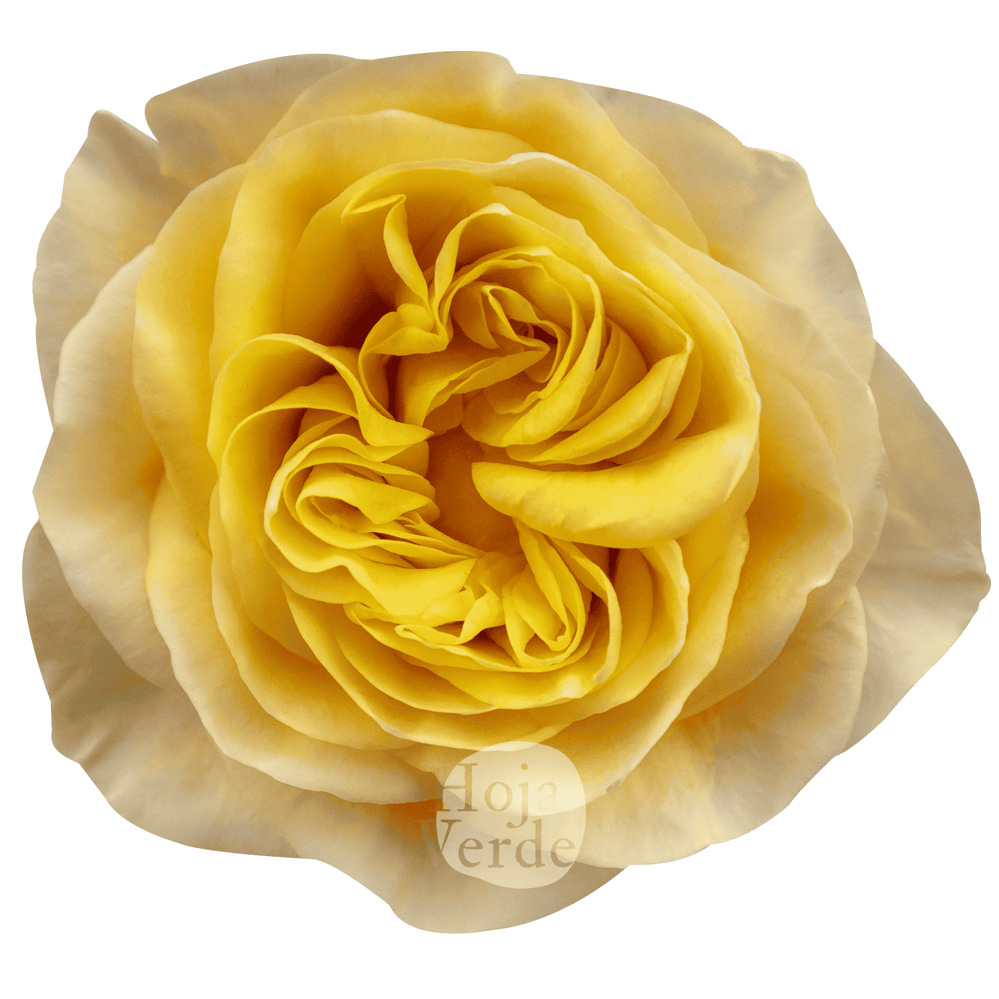 King’s Cross rose by Hoja Verde, a newly introduced garden rose with ruffled petals and a vibrant golden-yellow hue.