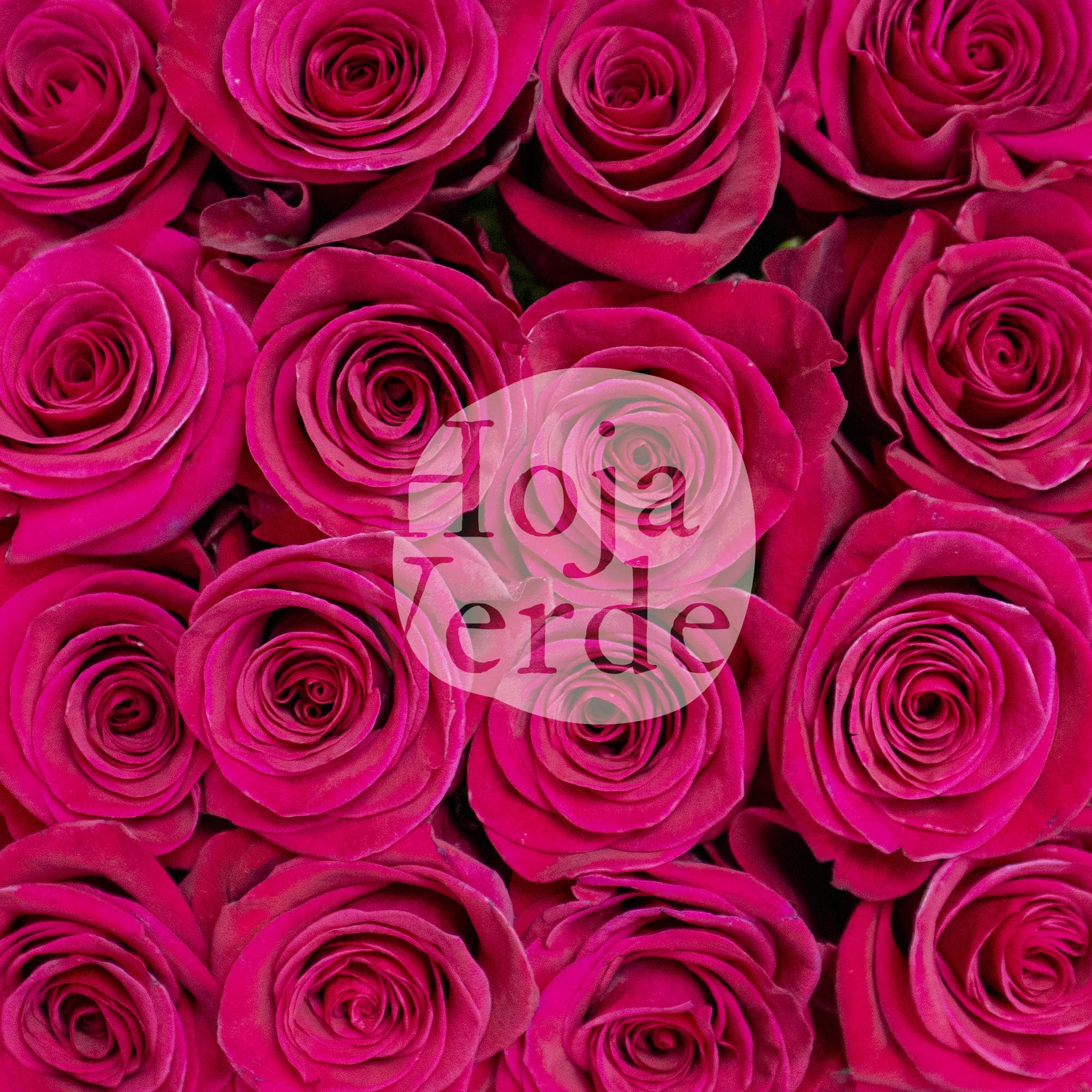 Legend rose by Hoja Verde, a bold fuchsia variety with intense color saturation