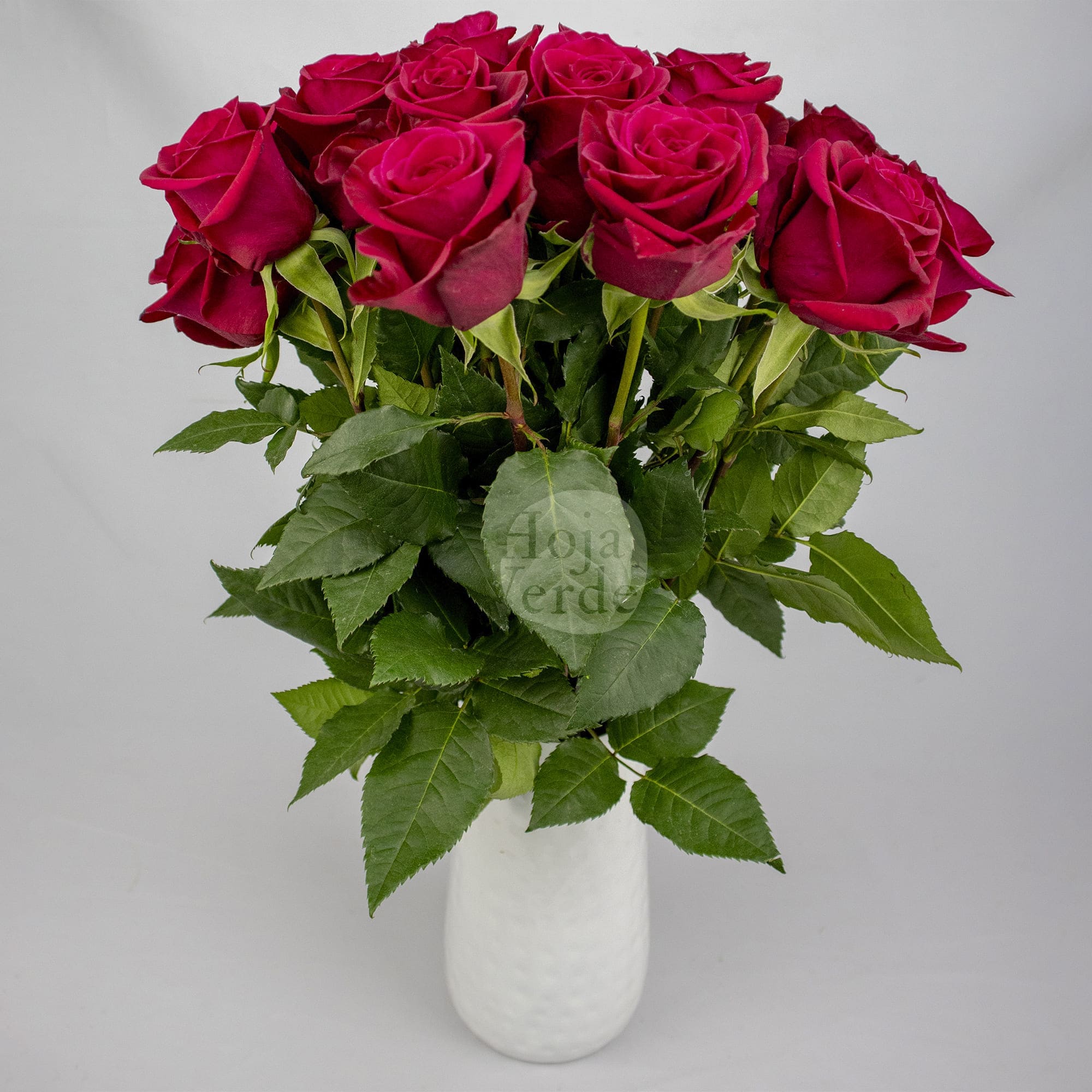 Legend rose by Hoja Verde, a bold fuchsia variety with intense color saturation