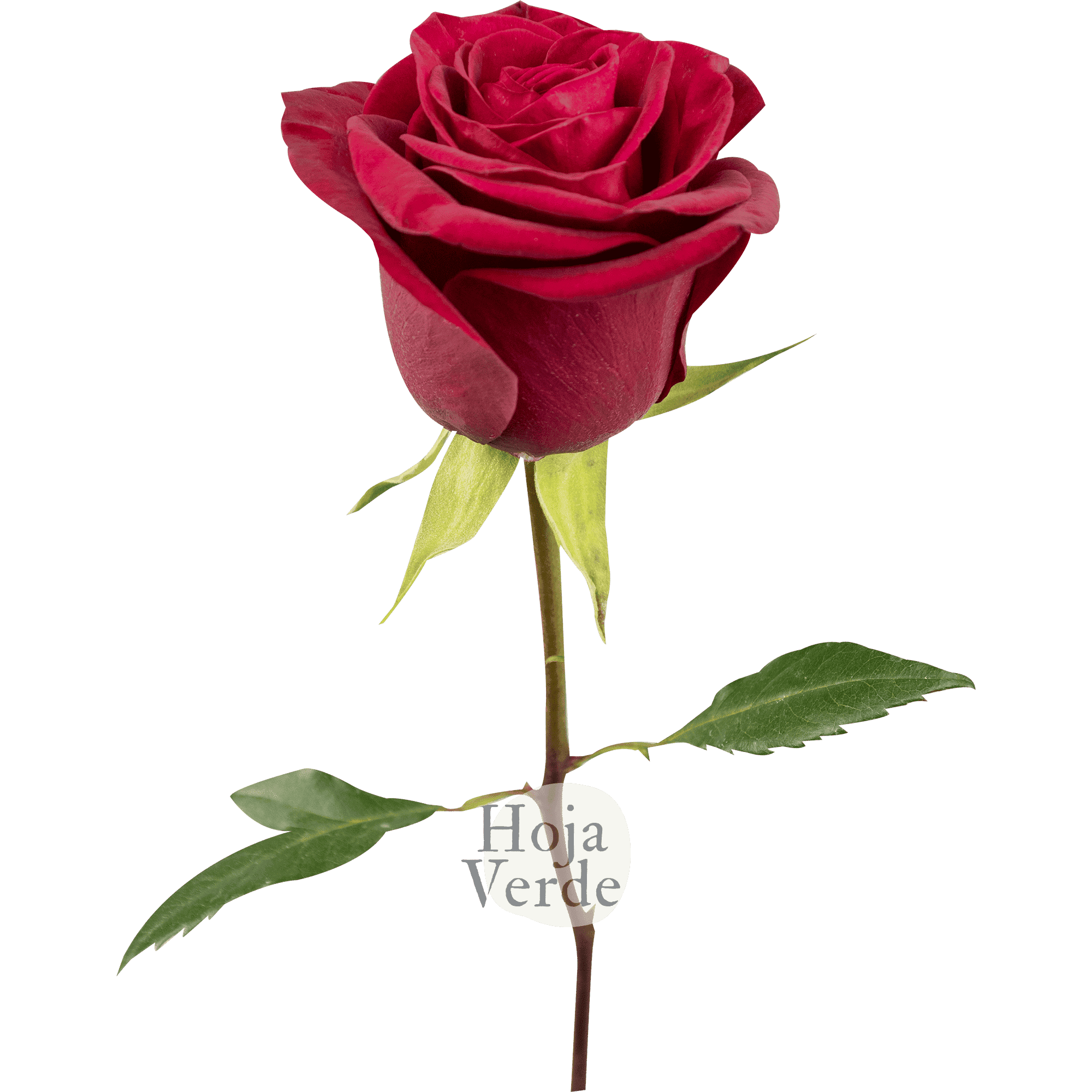 Legend rose by Hoja Verde, a bold fuchsia variety with intense color saturation
