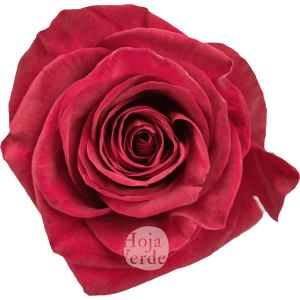 Legend rose by Hoja Verde, a bold fuchsia variety with intense color saturation