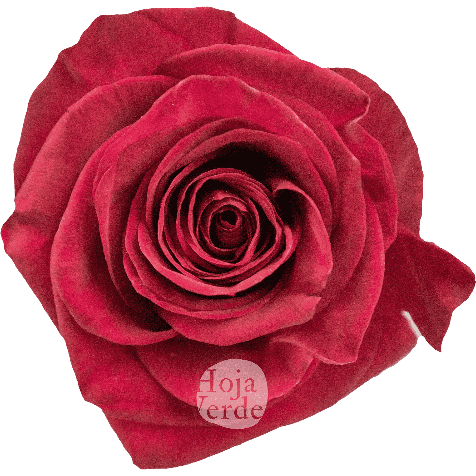 Legend rose by Hoja Verde, a bold fuchsia variety with intense color saturation