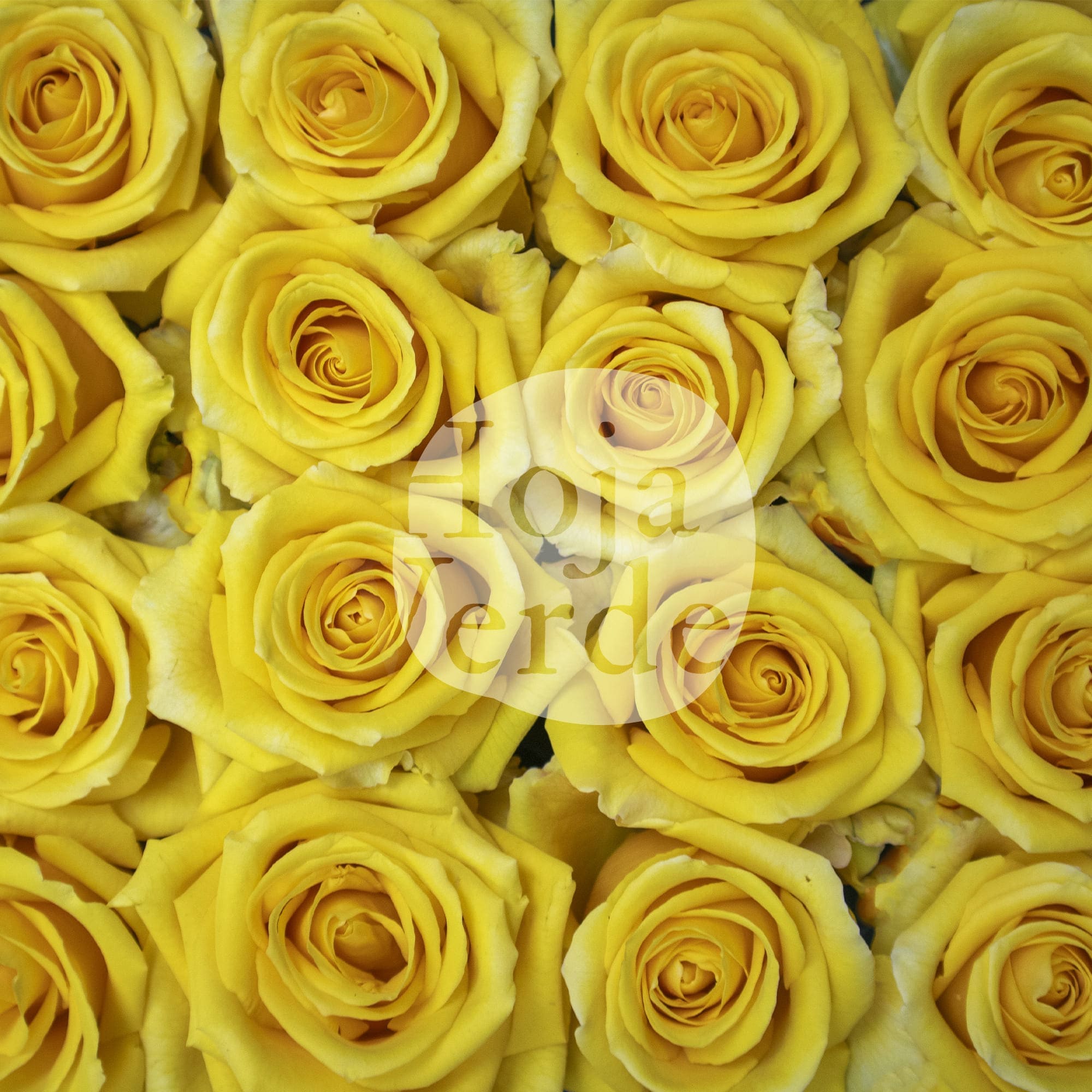 Lighthouse rose by Hoja Verde, a vibrant yellow rose with luminous petals and a radiant bloom structure.