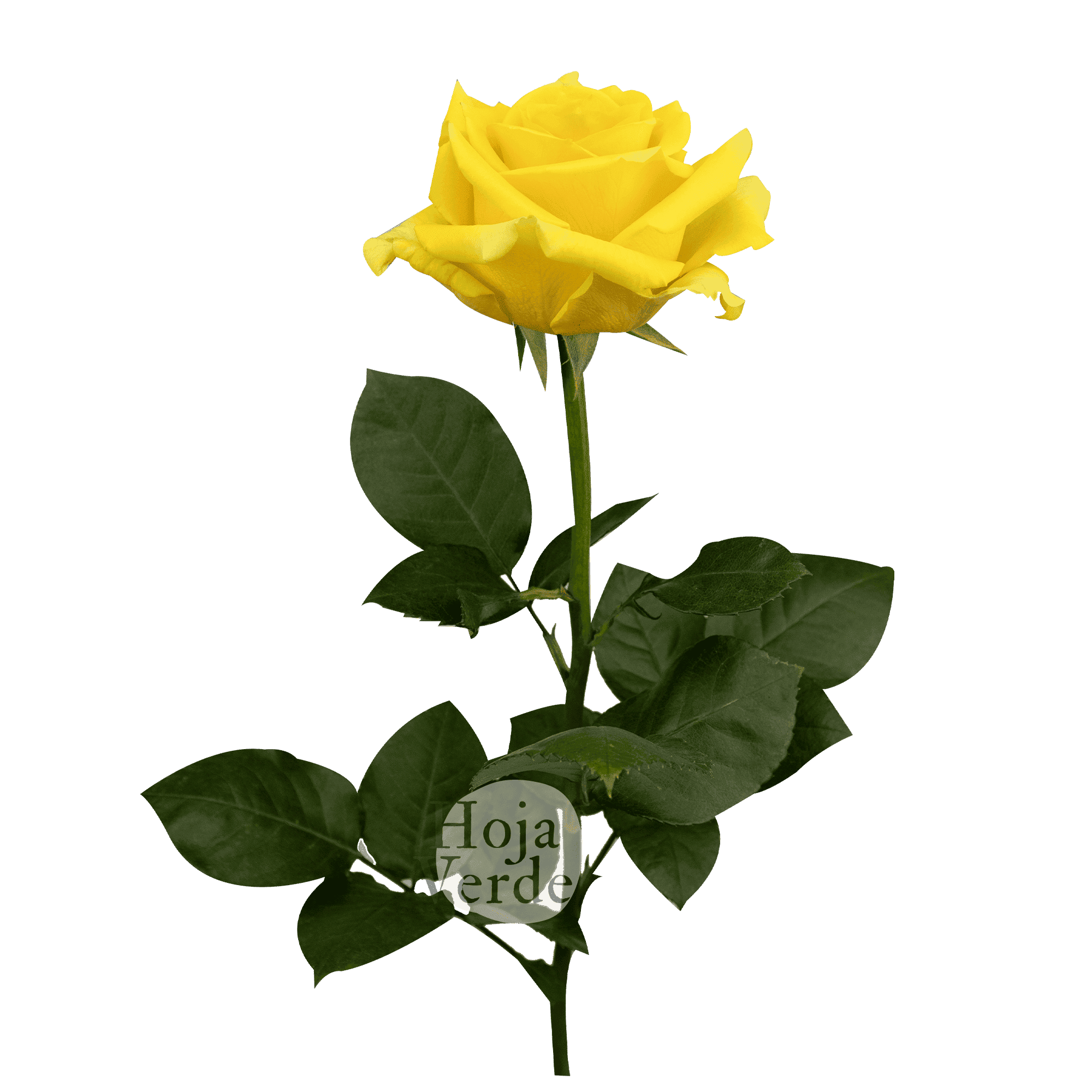 Lighthouse rose by Hoja Verde, a vibrant yellow rose with luminous petals and a radiant bloom structure.