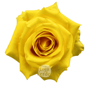 Lighthouse rose by Hoja Verde, a vibrant yellow rose with luminous petals and a radiant bloom structure.