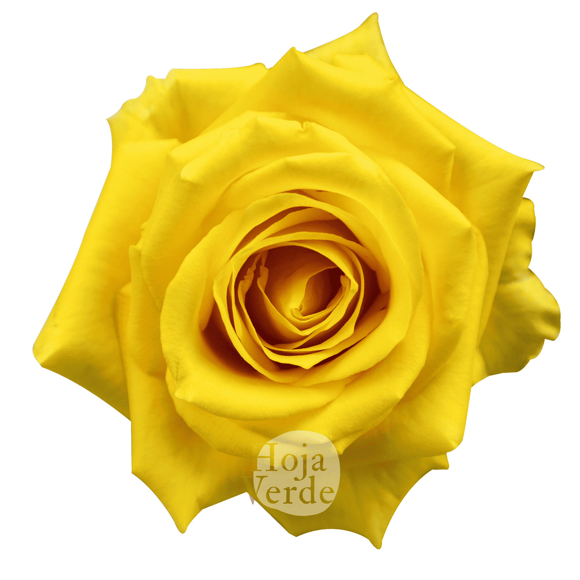 Lighthouse rose by Hoja Verde, a vibrant yellow rose with luminous petals and a radiant bloom structure.