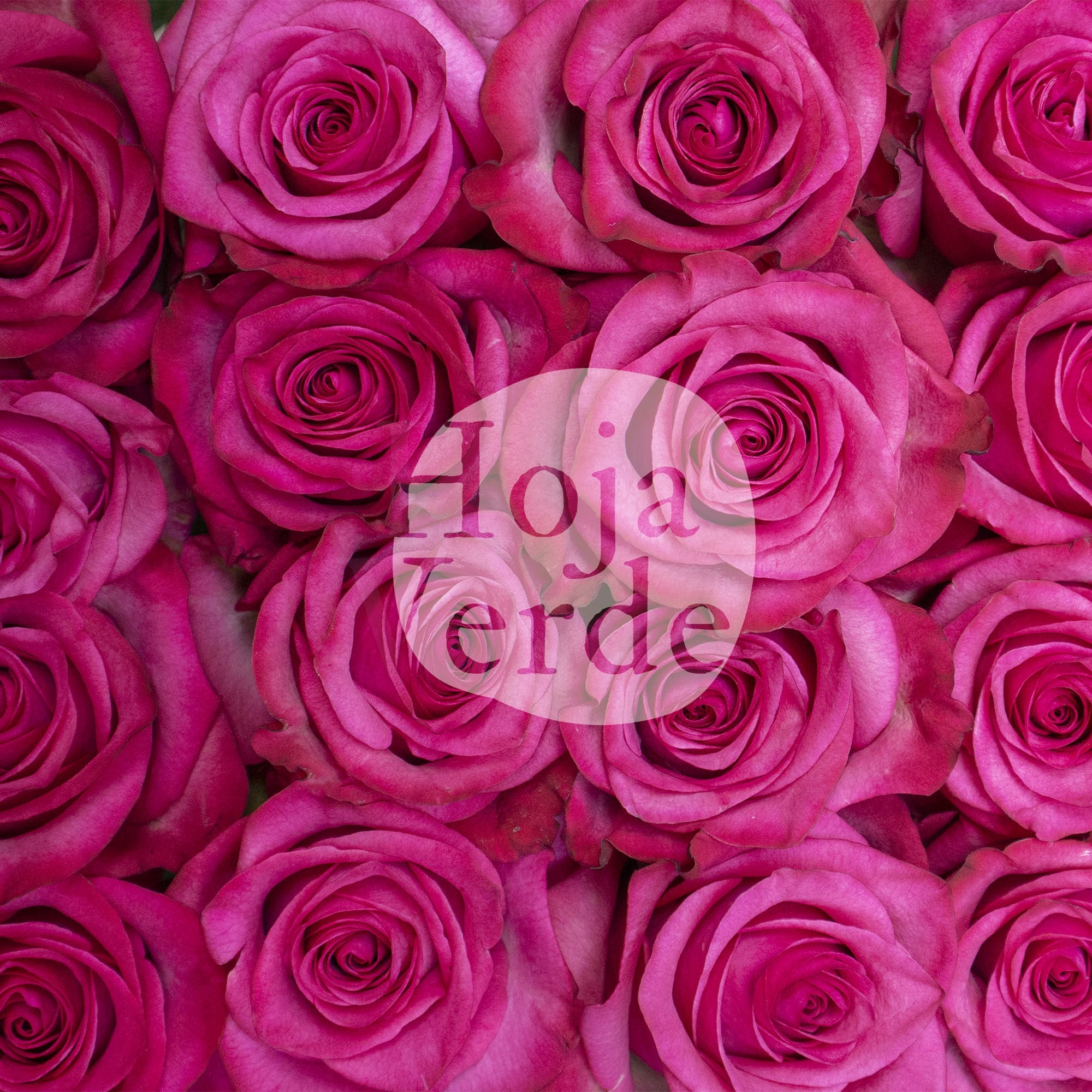 Lola rose by Hoja Verde, a striking hot pink rose with vivid color saturation and a perfectly shaped bloom