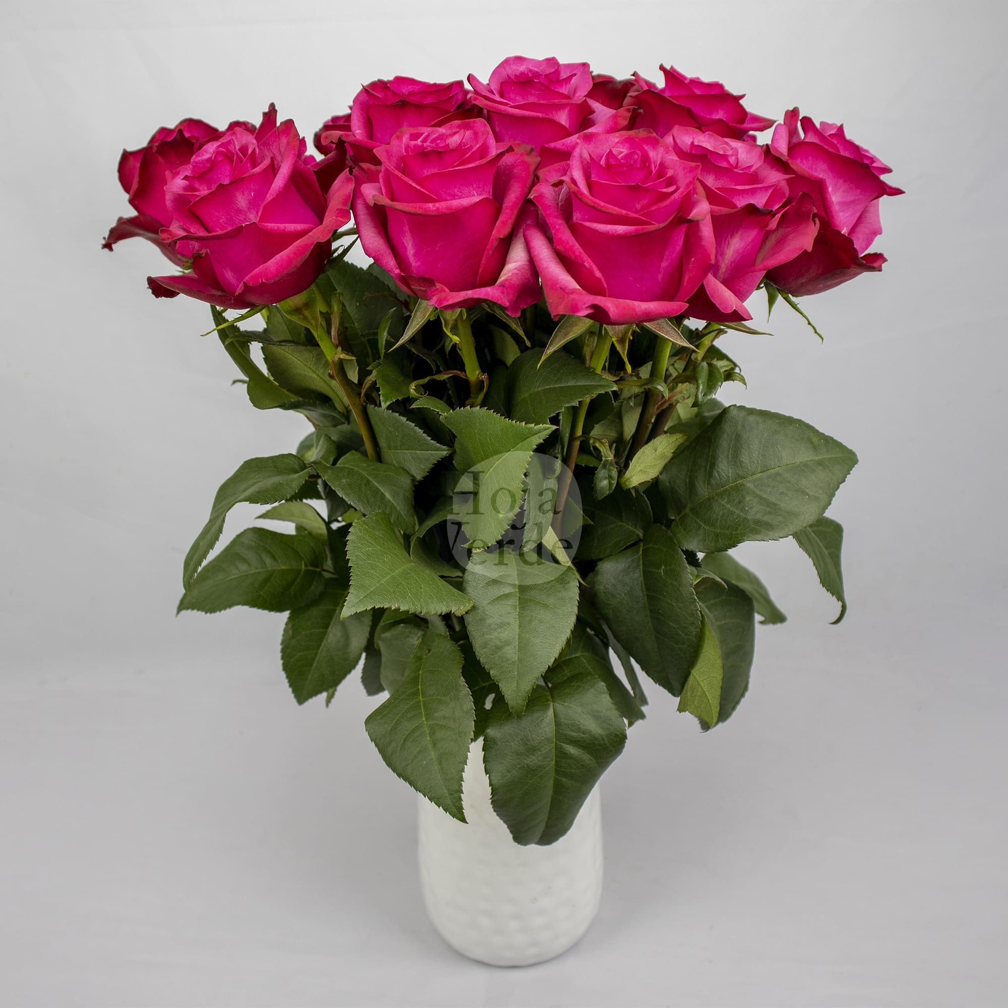 Lola rose by Hoja Verde, a striking hot pink rose with vivid color saturation and a perfectly shaped bloom