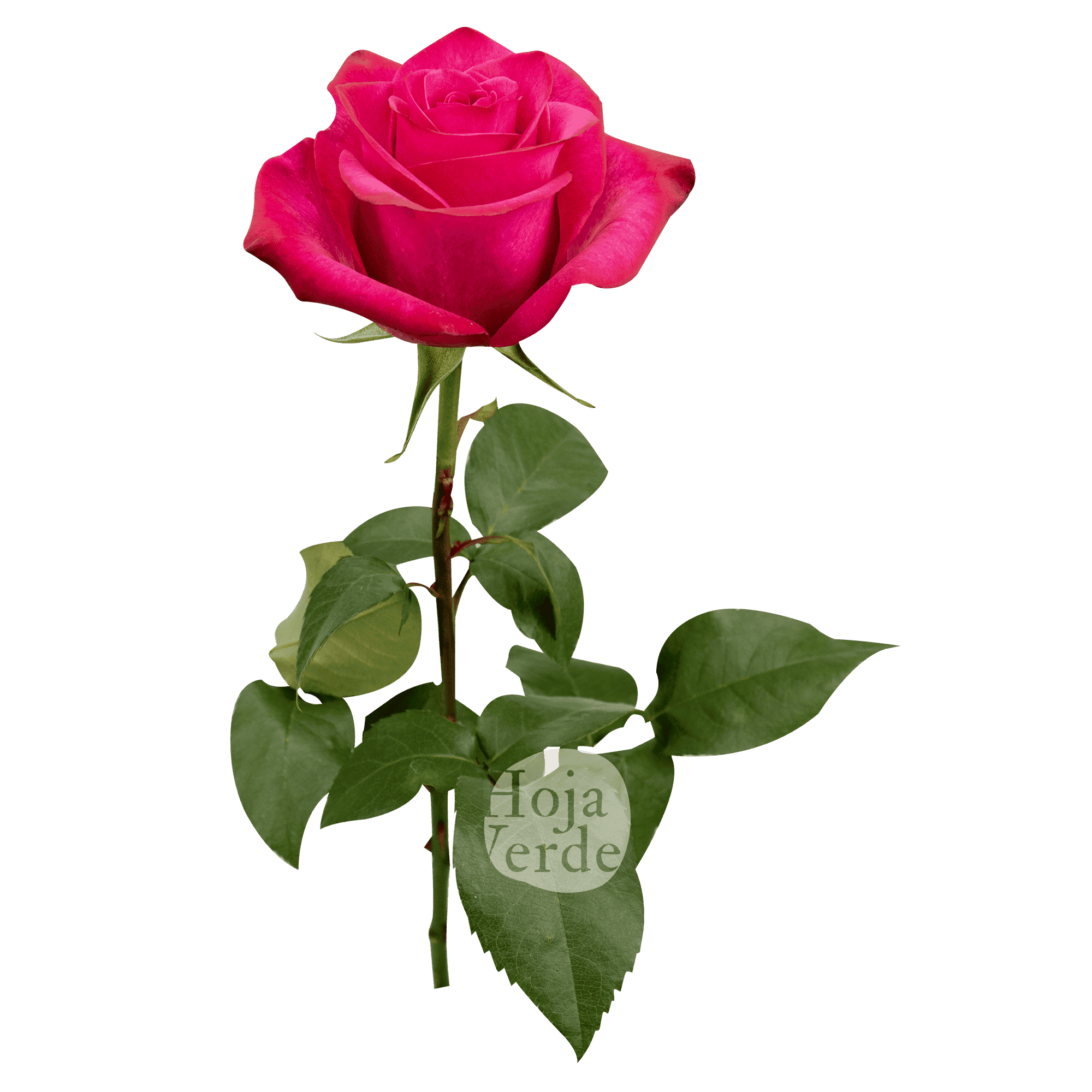 Lola rose by Hoja Verde, a striking hot pink rose with vivid color saturation and a perfectly shaped bloom
