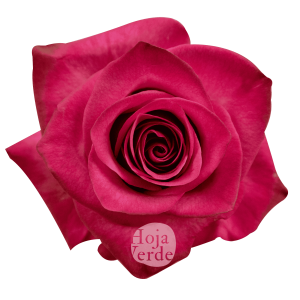 Lola rose by Hoja Verde, a striking hot pink rose with vivid color saturation and a perfectly shaped bloom