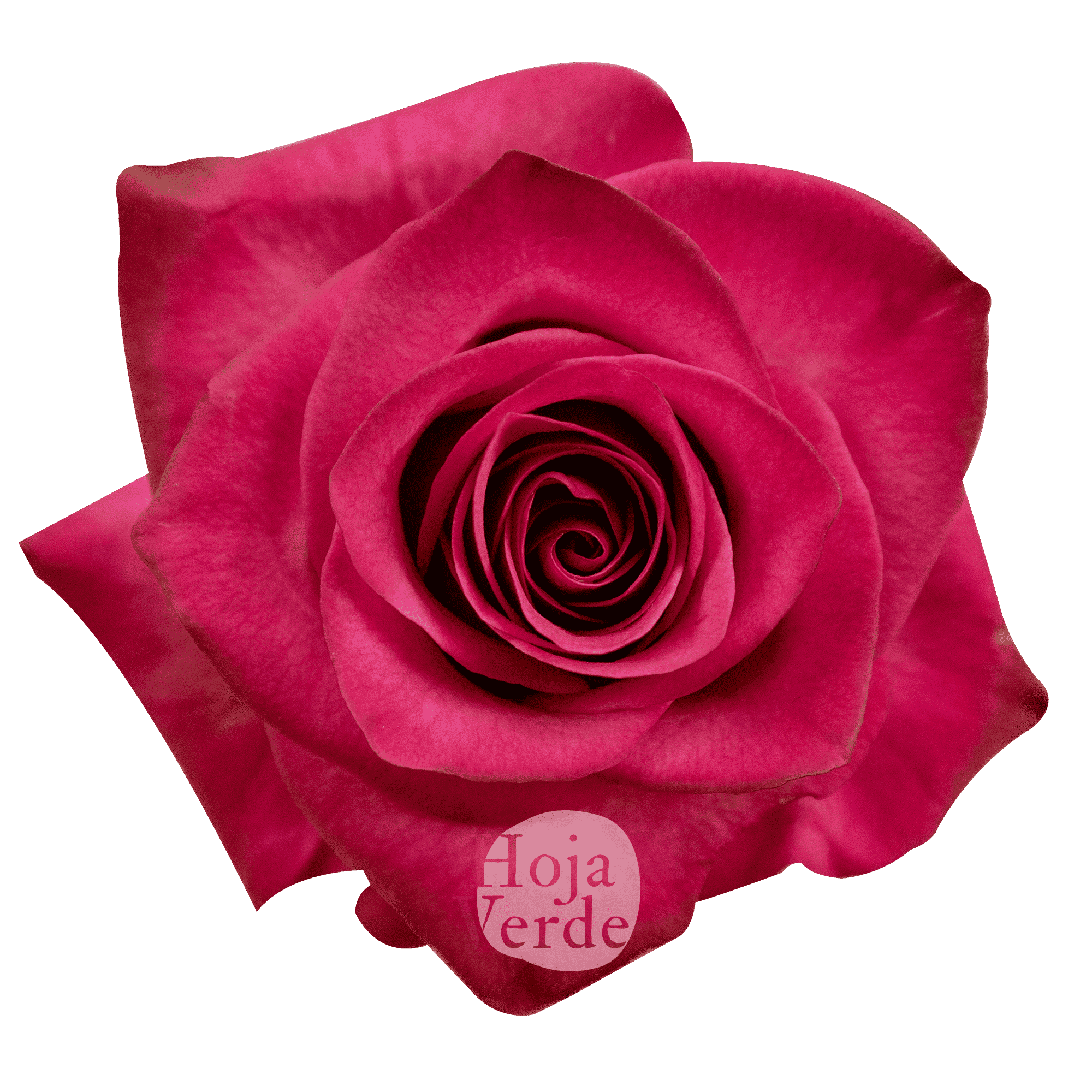 Lola rose by Hoja Verde, a striking hot pink rose with vivid color saturation and a perfectly shaped bloom