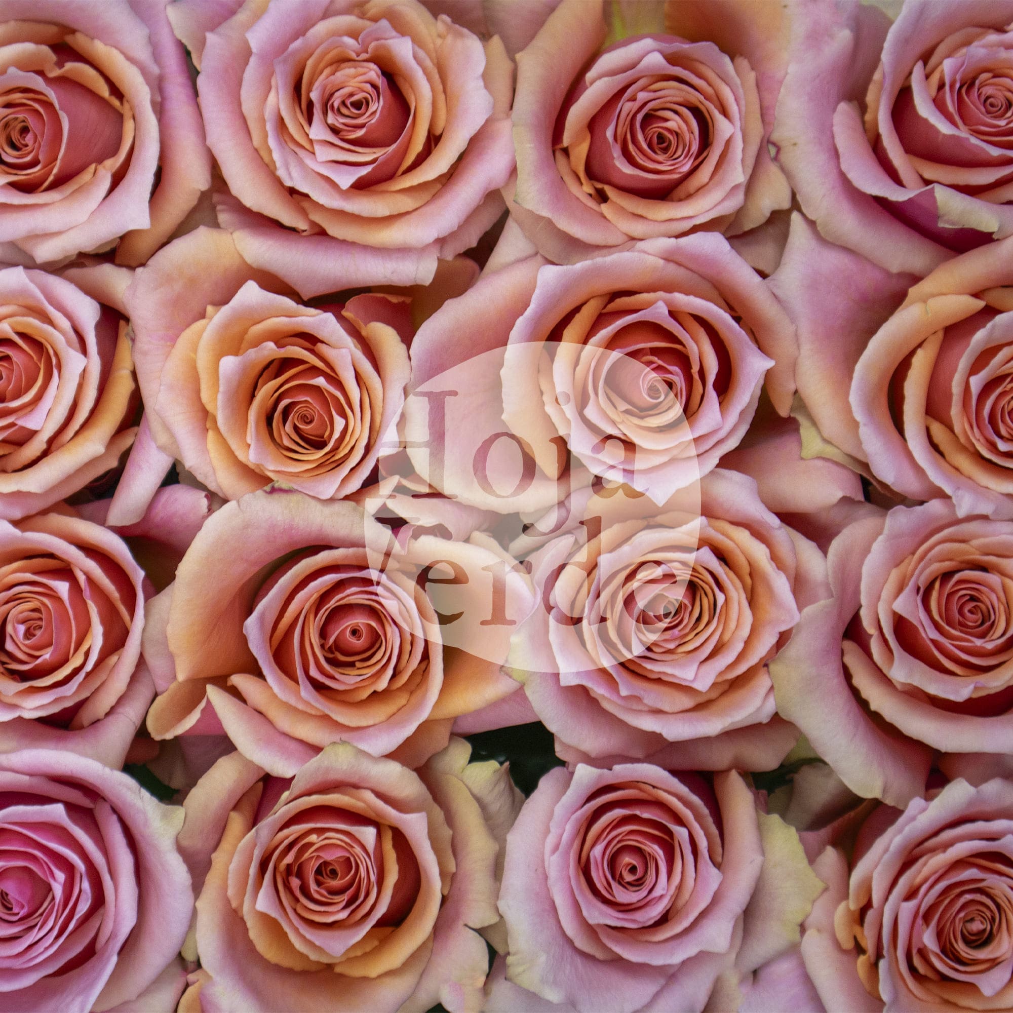 Lolita rose by Hoja Verde, a delicate peachy pink rose