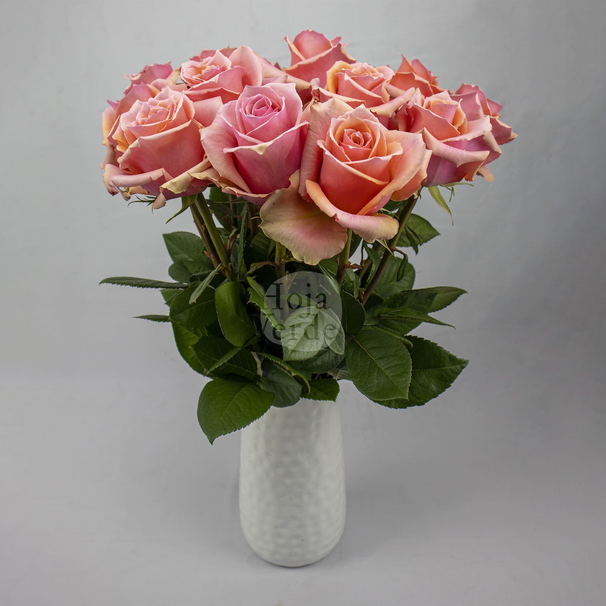 Lolita rose by Hoja Verde, a delicate peachy pink rose