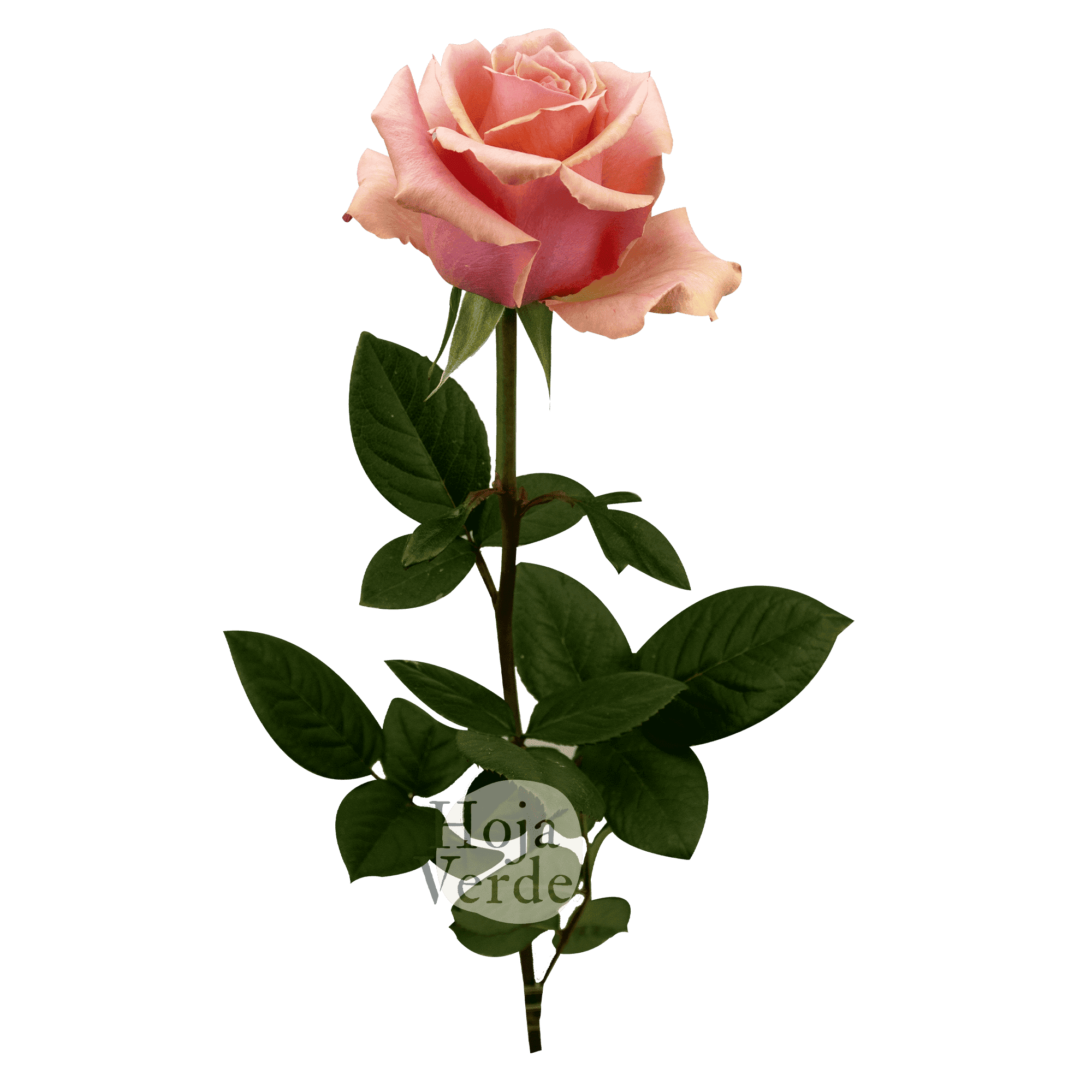 Lolita rose by Hoja Verde, a delicate peachy pink rose