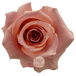 Lolita rose by Hoja Verde, a delicate peachy pink rose