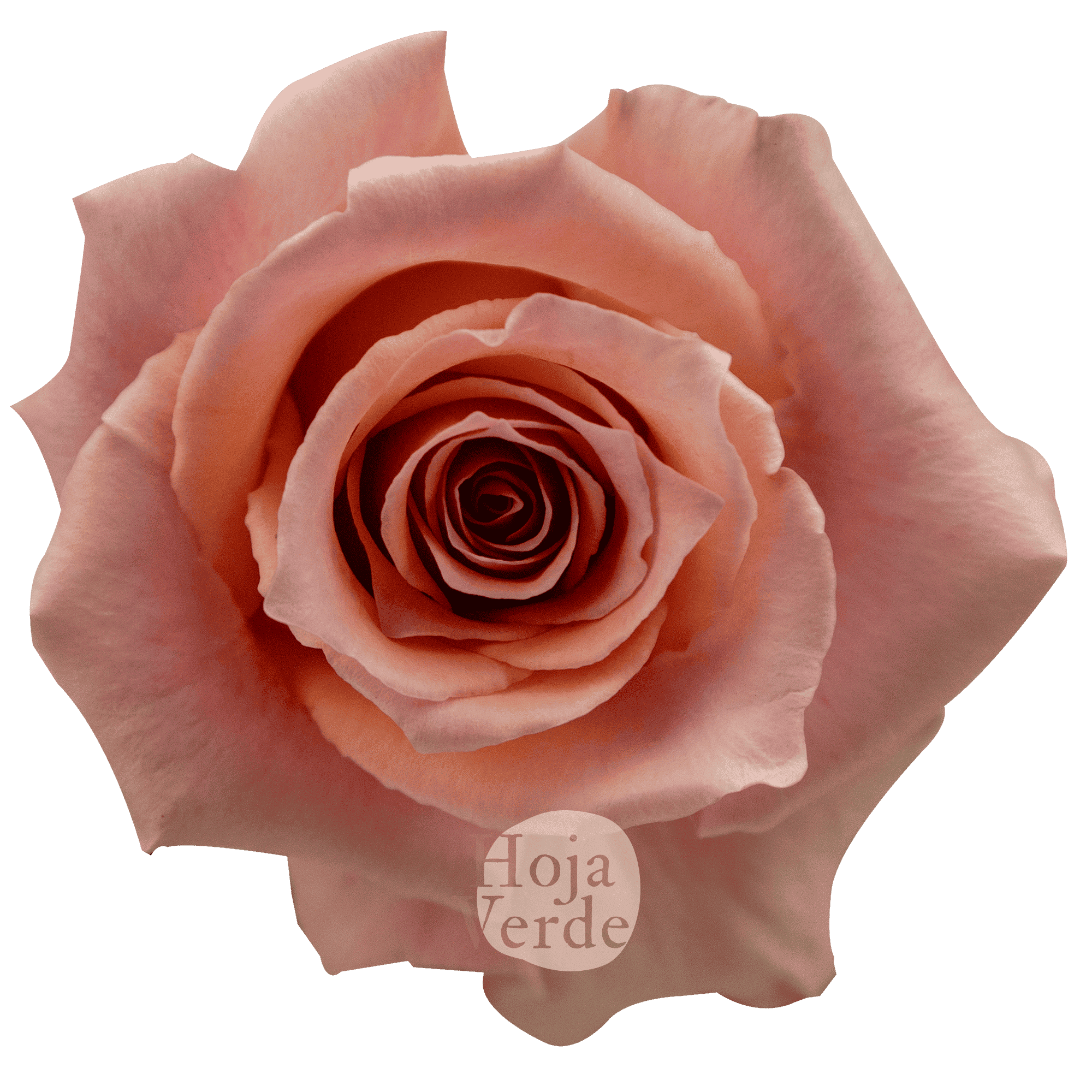 Lolita rose by Hoja Verde, a delicate peachy pink rose