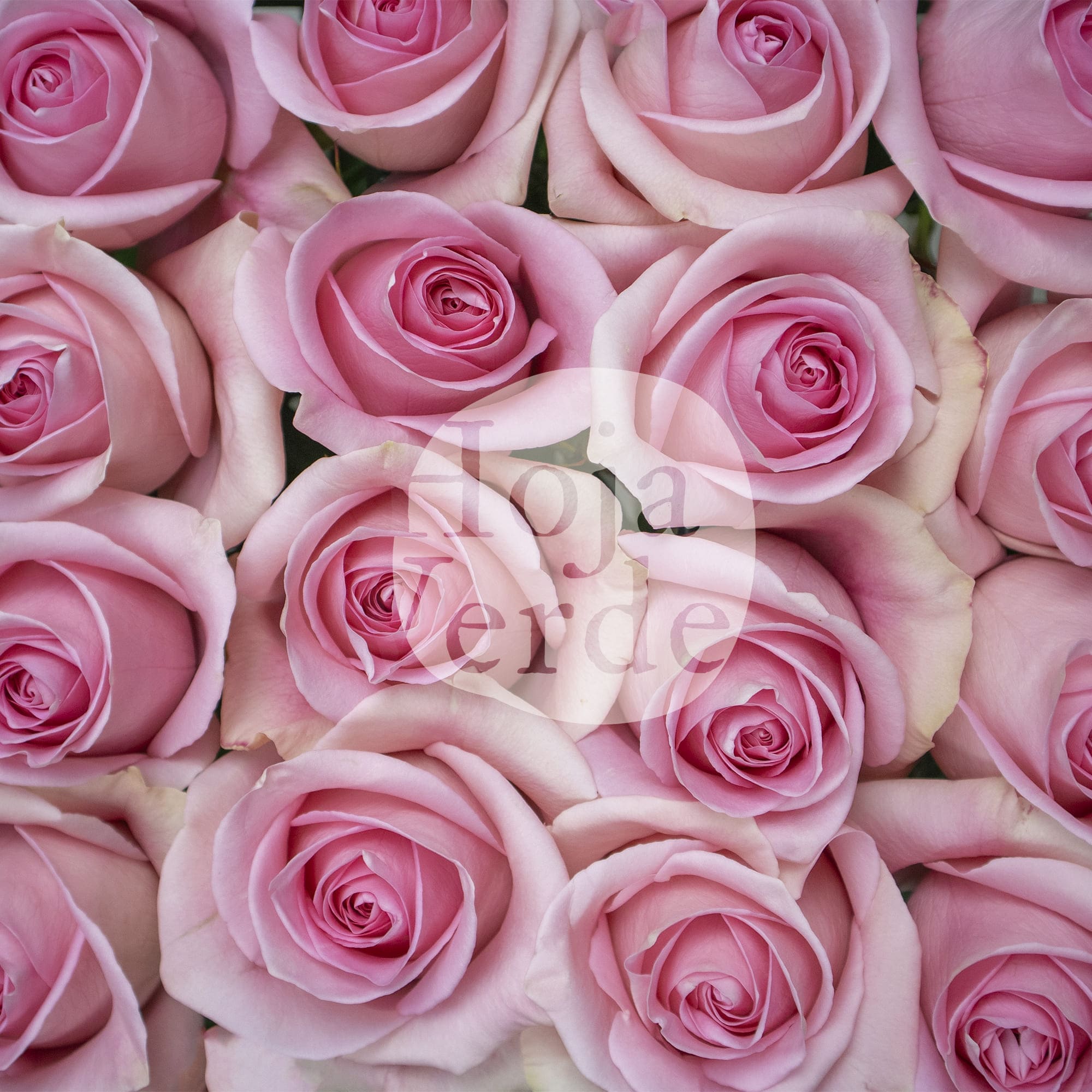 Luciano rose by Hoja Verde, a pale pink Ecuadorian variety with soft tones and an antique-inspired look