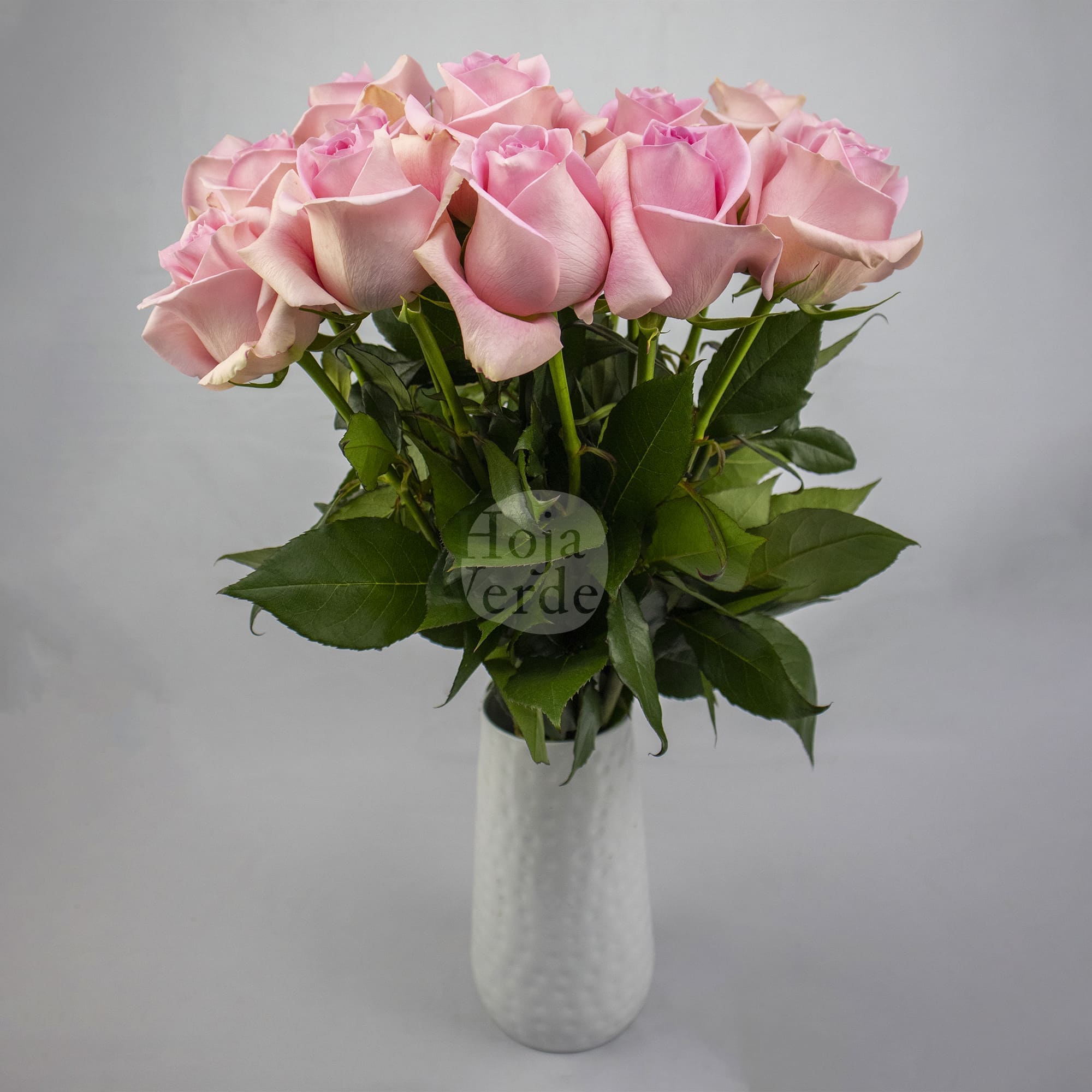 Luciano rose by Hoja Verde, a pale pink Ecuadorian variety with soft tones and an antique-inspired look