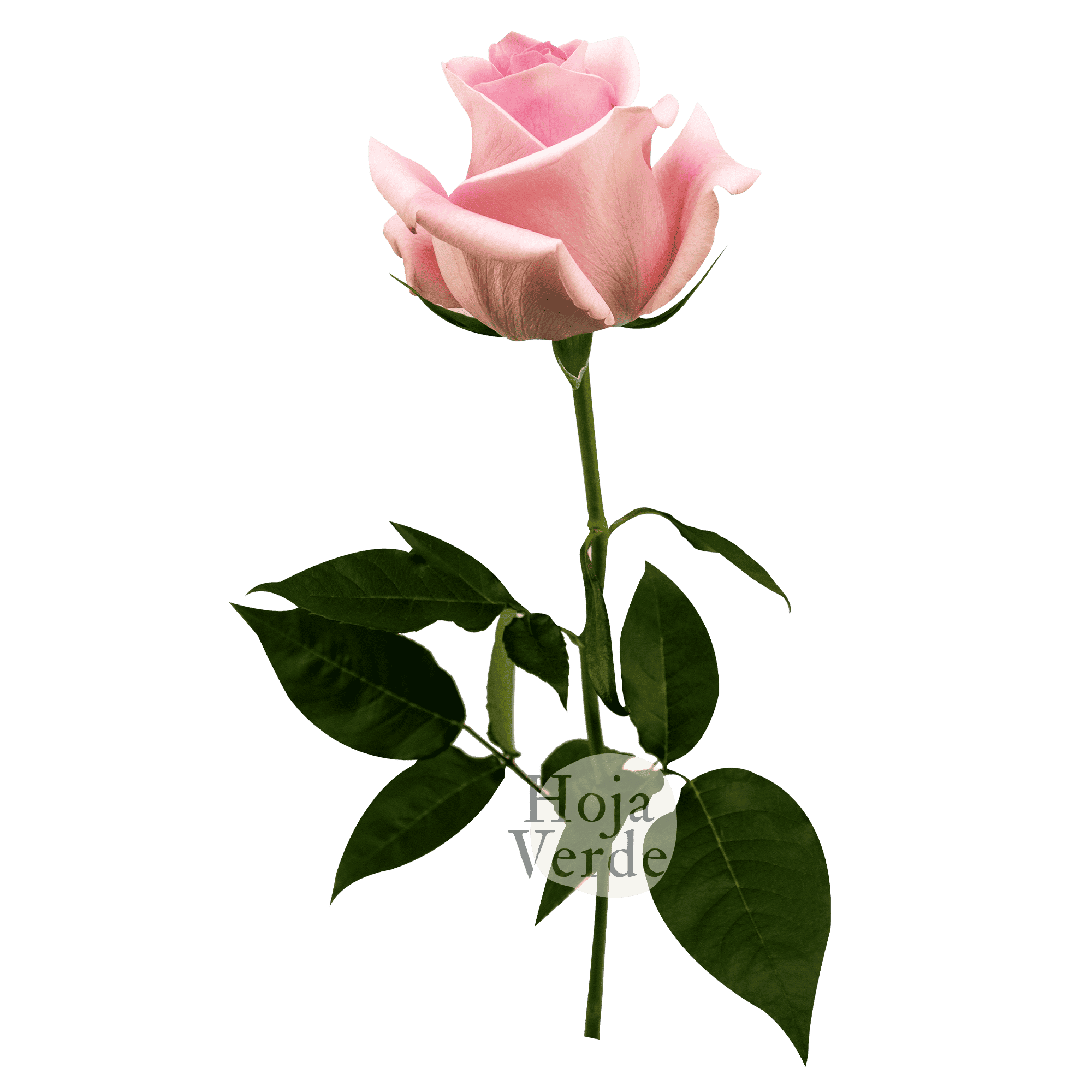 Luciano rose by Hoja Verde, a pale pink Ecuadorian variety with soft tones and an antique-inspired look
