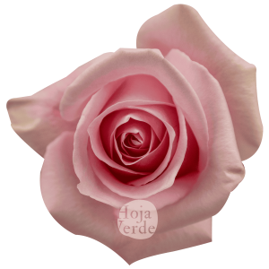 Luciano rose by Hoja Verde, a pale pink Ecuadorian variety with soft tones and an antique-inspired look