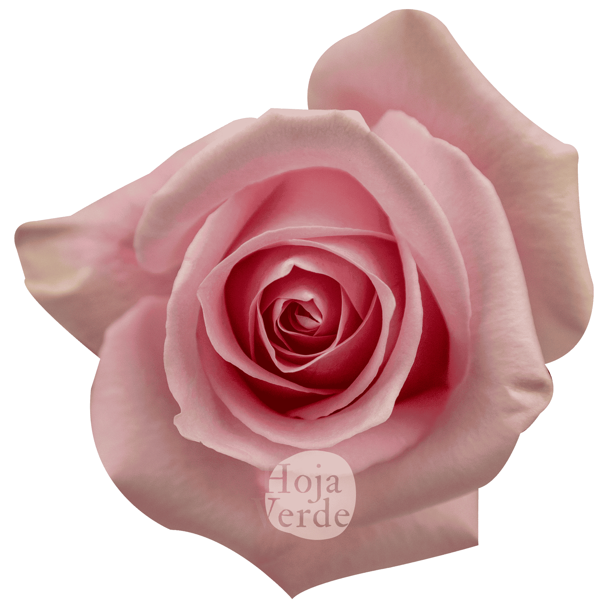 Luciano rose by Hoja Verde, a pale pink Ecuadorian variety with soft tones and an antique-inspired look