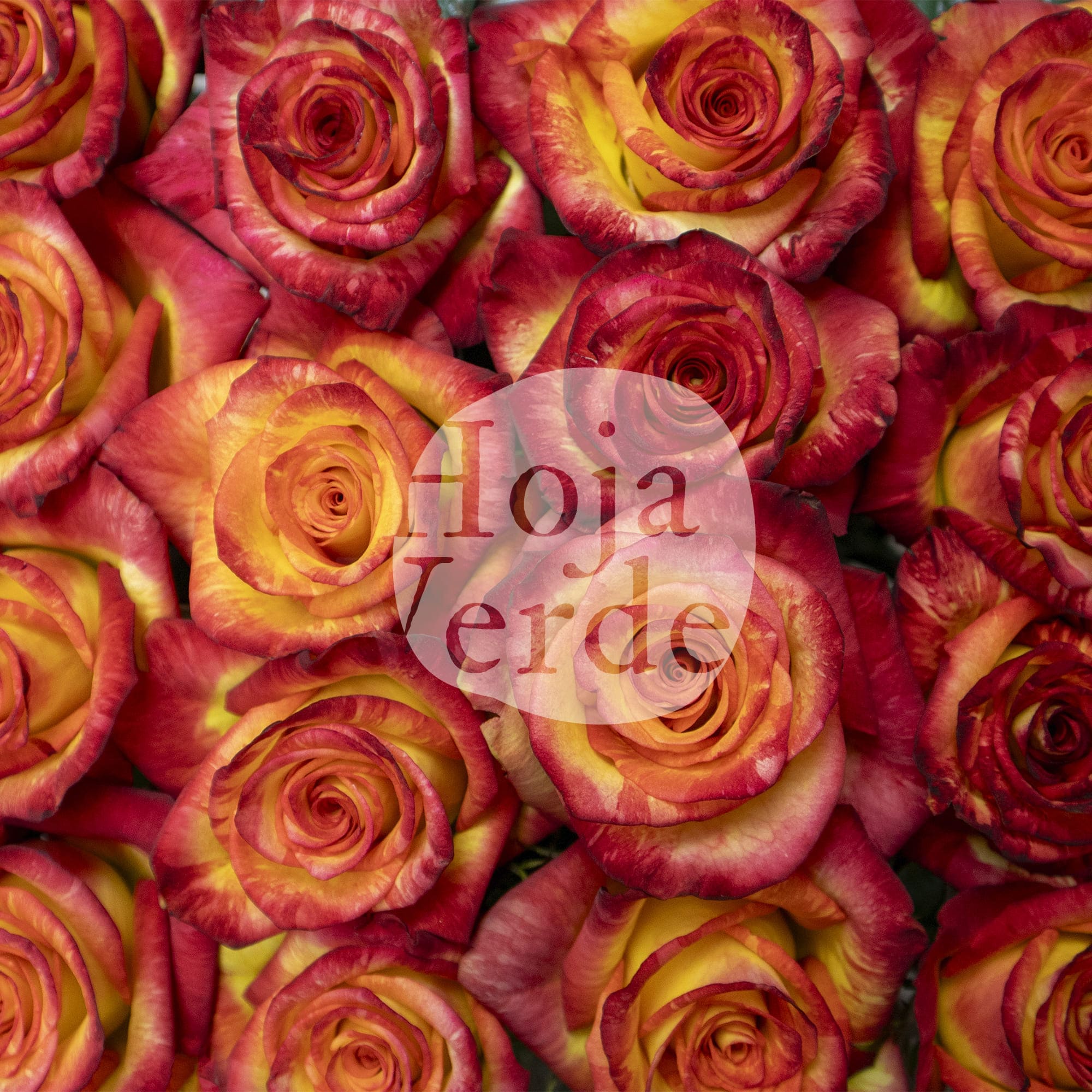 Magic Lips rose by Hoja Verde, a bicolor Ecuadorian rose with bright yellow petals and vibrant orange edges