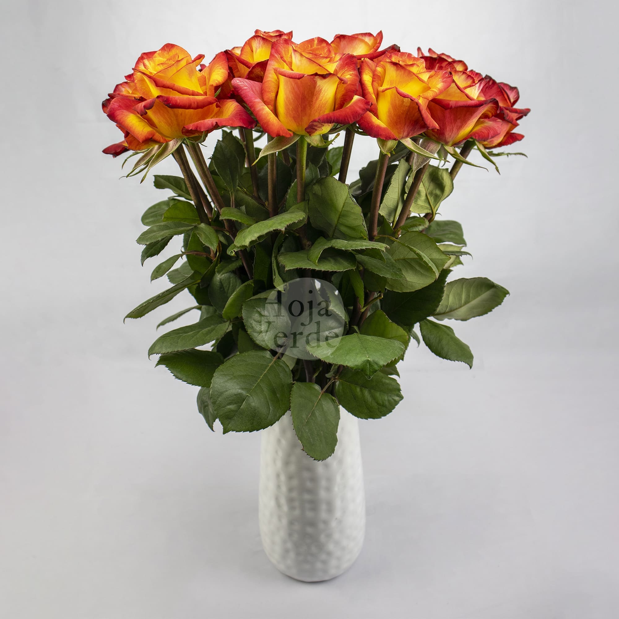 Magic Lips rose by Hoja Verde, a bicolor Ecuadorian rose with bright yellow petals and vibrant orange edges