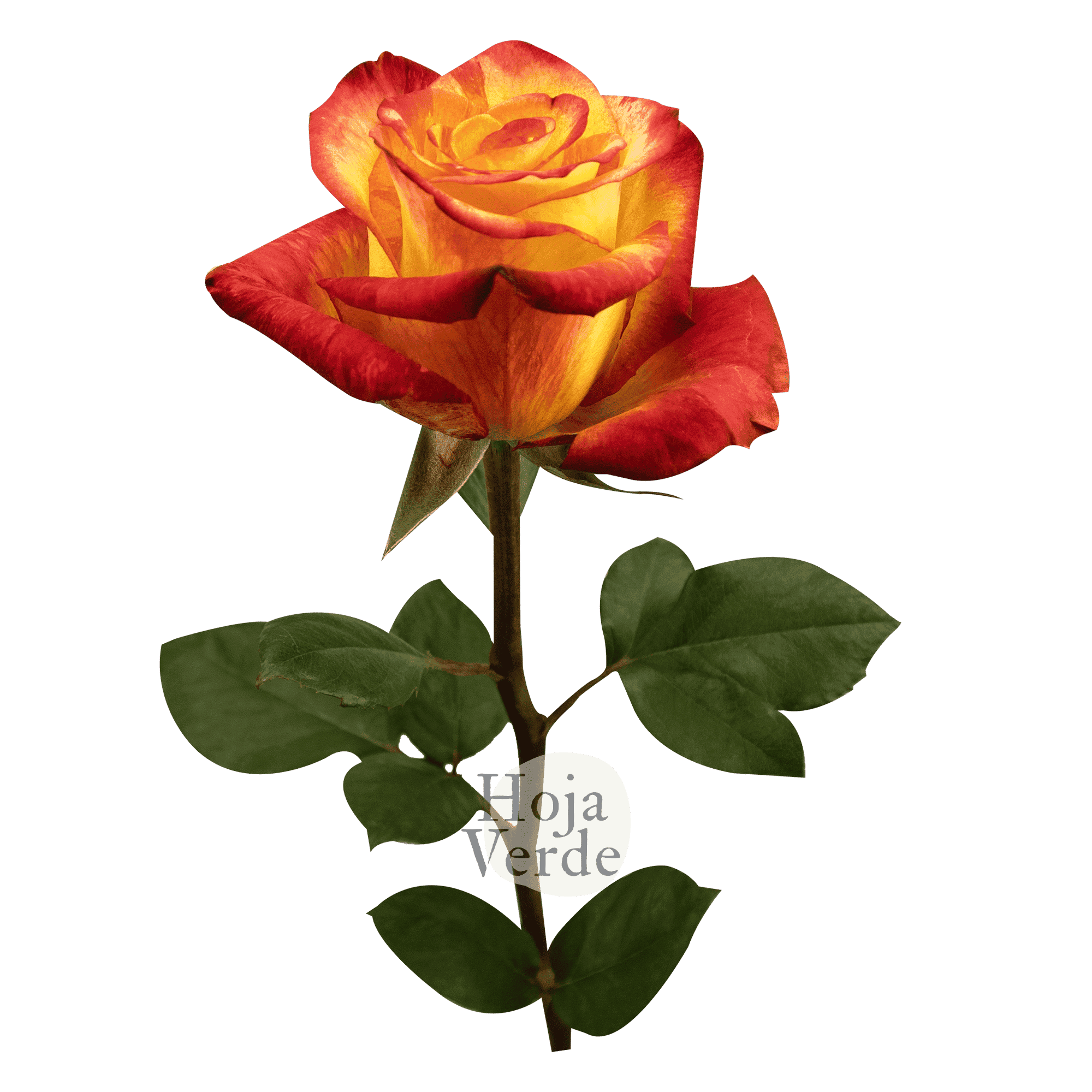 Magic Lips rose by Hoja Verde, a bicolor Ecuadorian rose with bright yellow petals and vibrant orange edges