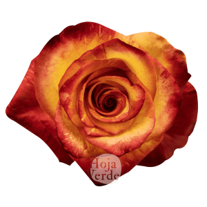 Magic Lips rose by Hoja Verde, a bicolor Ecuadorian rose with bright yellow petals and vibrant orange edges