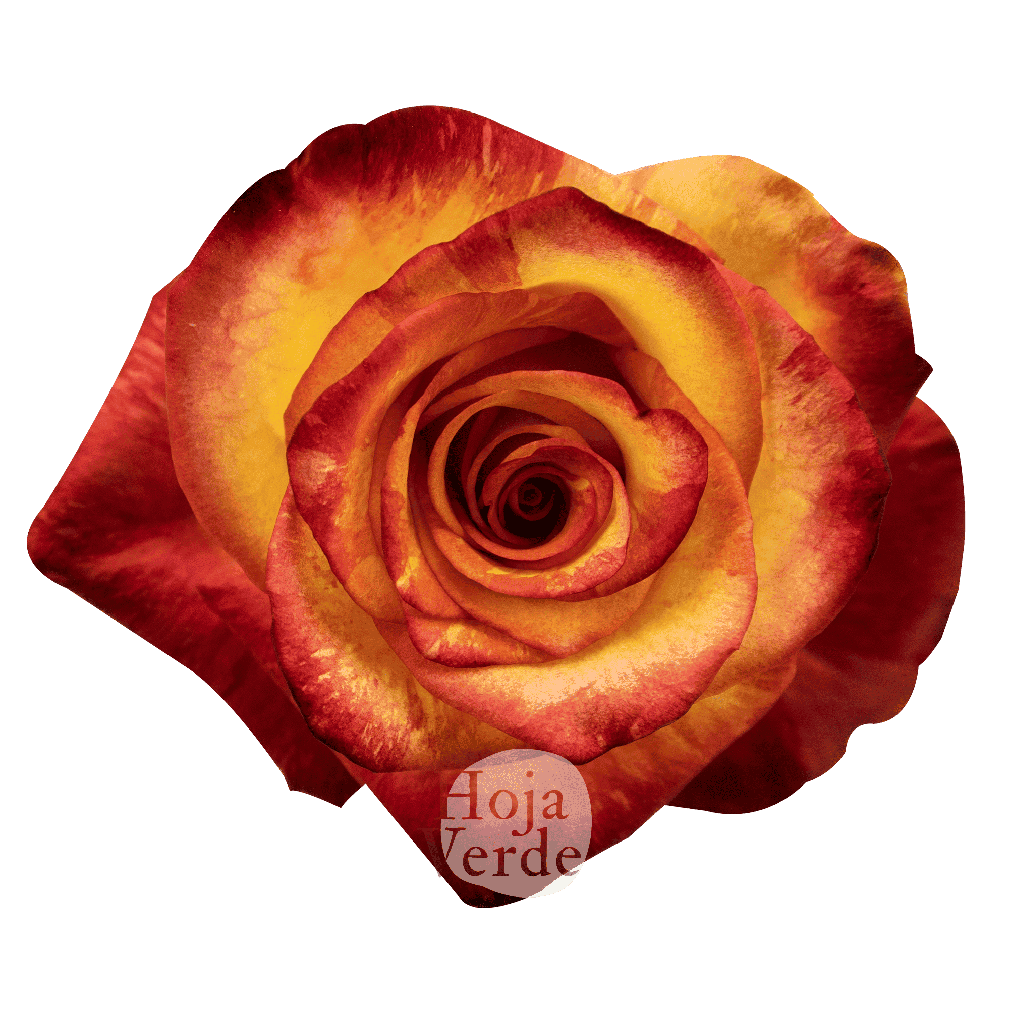 Magic Lips rose by Hoja Verde, a bicolor Ecuadorian rose with bright yellow petals and vibrant orange edges