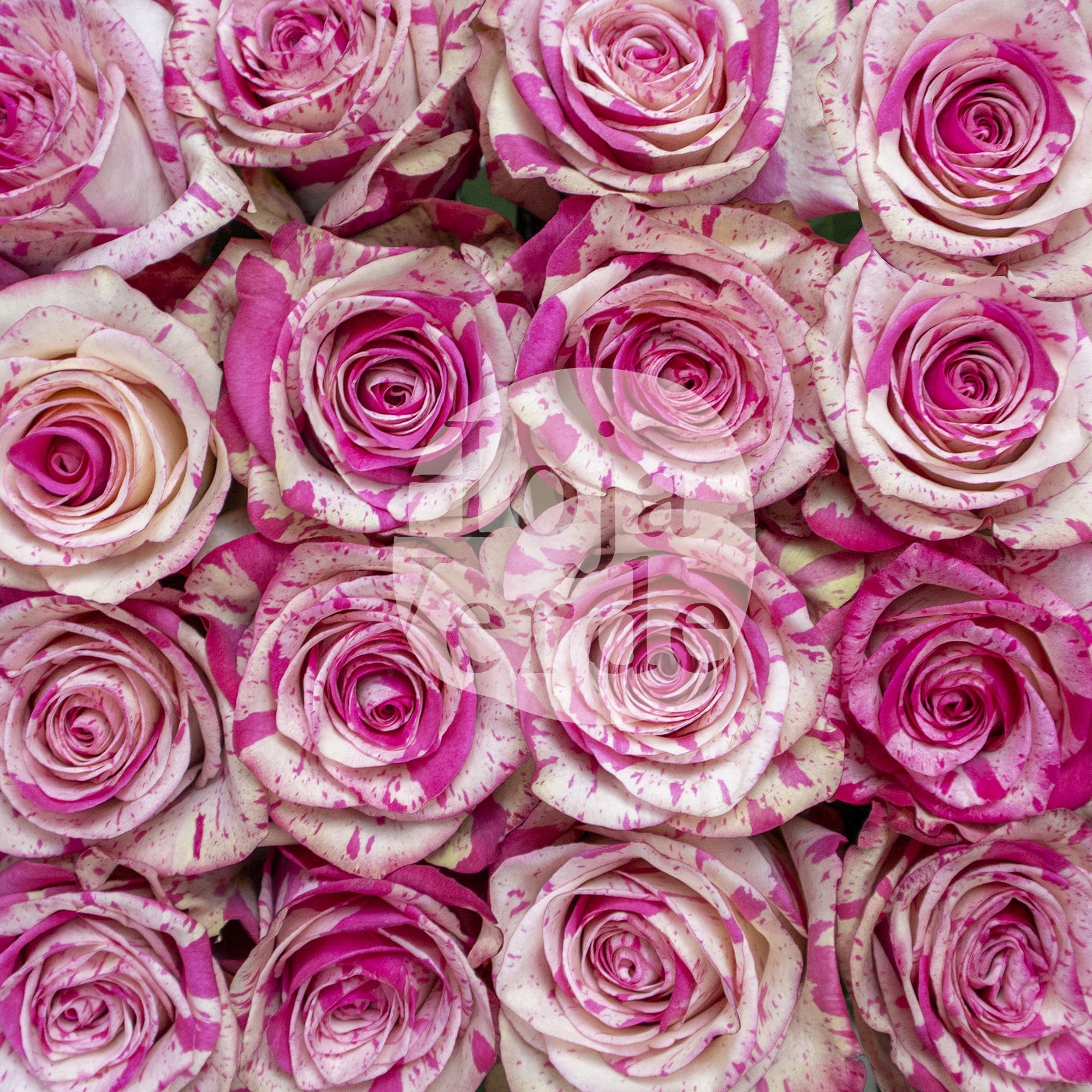 Magic Times rose by Hoja Verde – cream rose marbled with soft pink